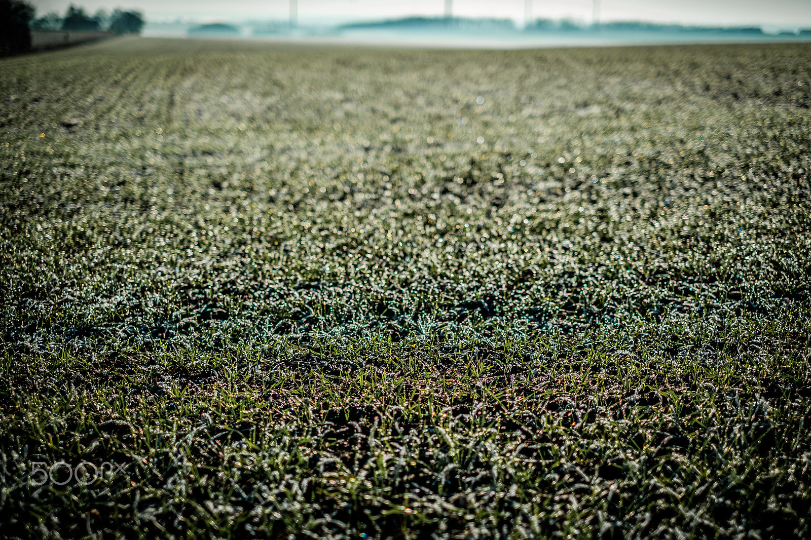 Fujifilm X-E2S + Fujifilm XF 35mm F1.4 R sample photo. Frozen grass photography