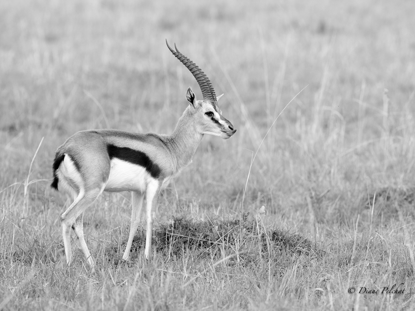 Canon EF 300mm F2.8L IS II USM sample photo. Thomson's gazelle in b&w photography