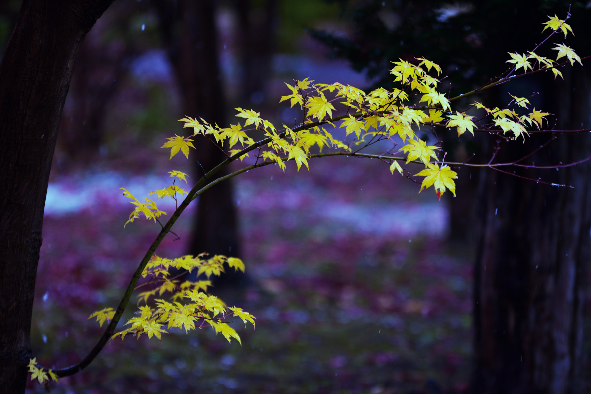 Sigma 70-200mm F2.8 EX DG OS HSM sample photo. Branch photography