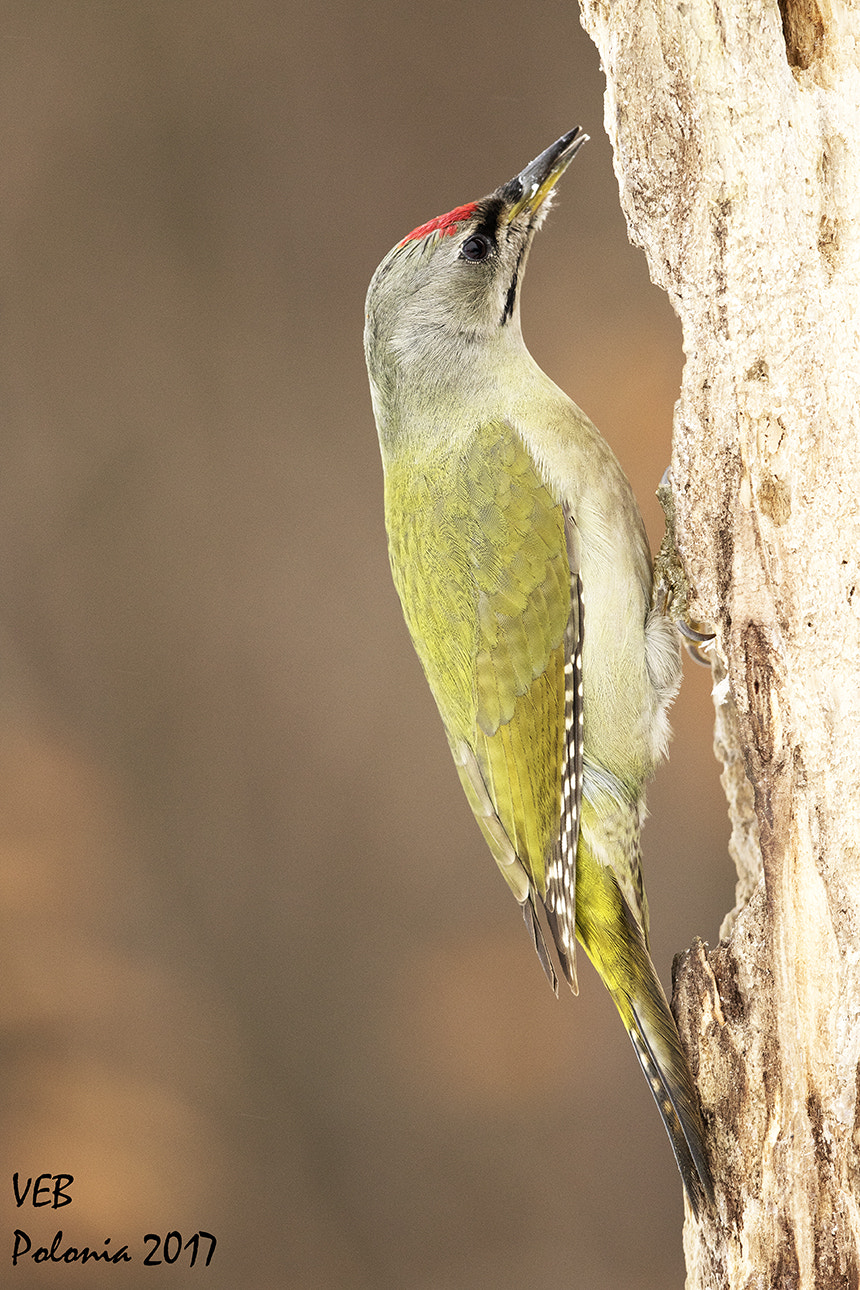 Canon EF 500mm F4L IS II USM sample photo