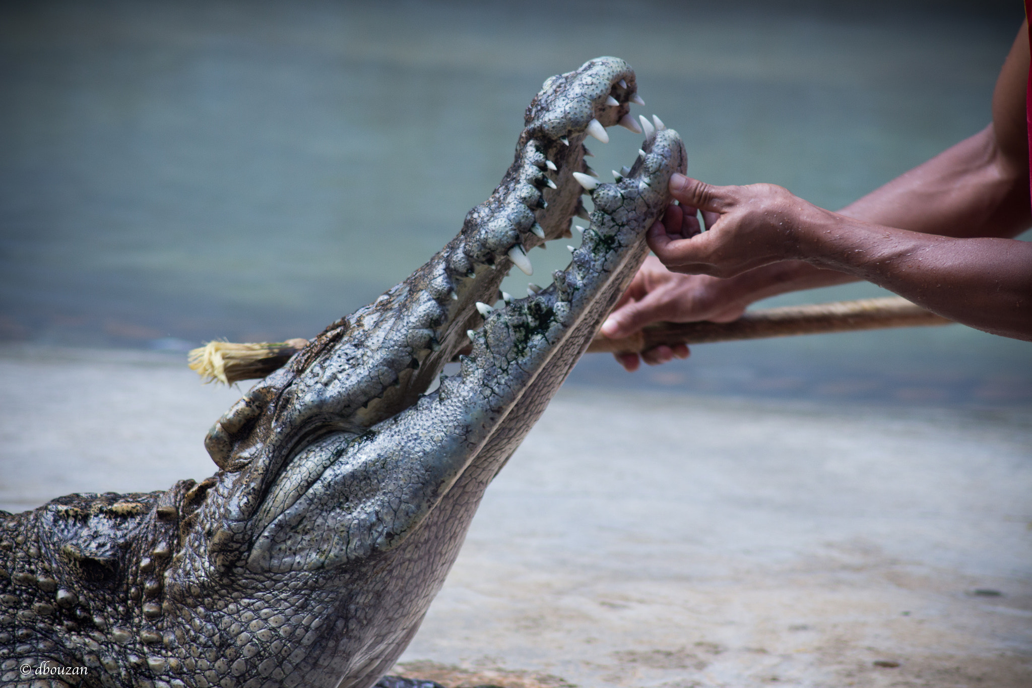 Canon EOS 650D (EOS Rebel T4i / EOS Kiss X6i) sample photo. Crocodile photography