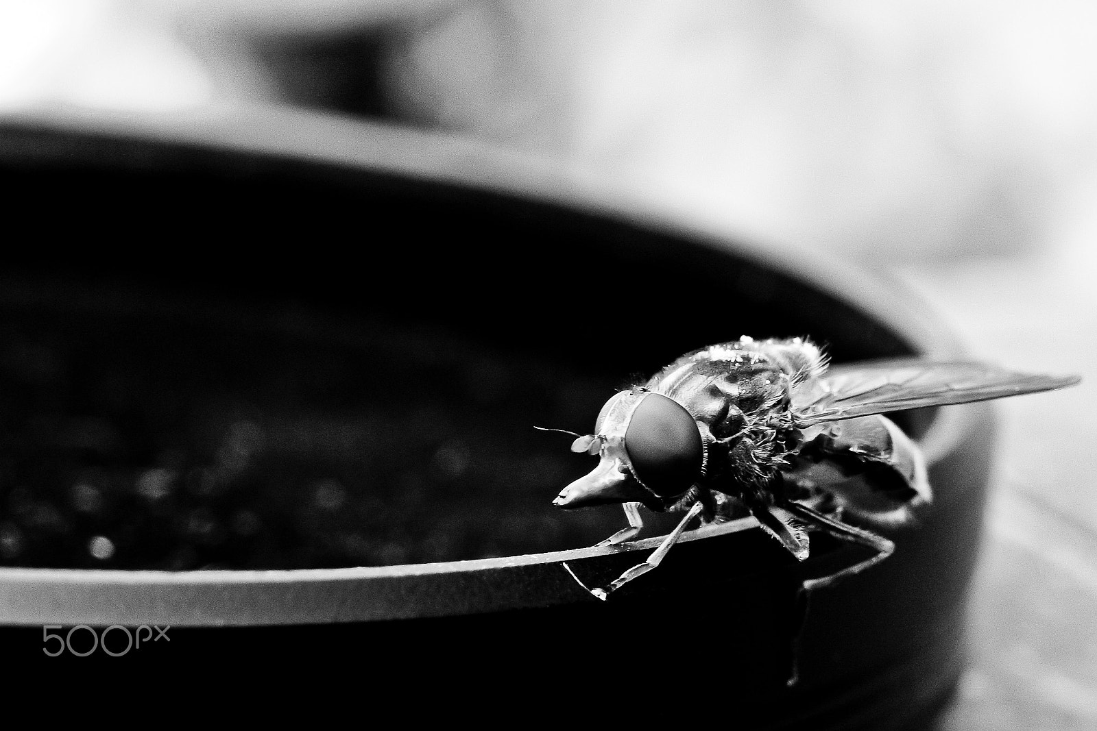 Pentax smc DA 35mm F2.8 Macro Limited sample photo. Le fly photography