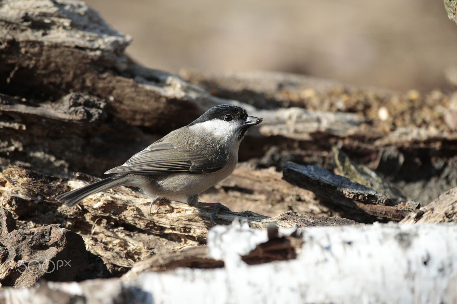 Canon EOS-1D X + Canon EF 300mm F2.8L IS USM sample photo. Little friend... photography