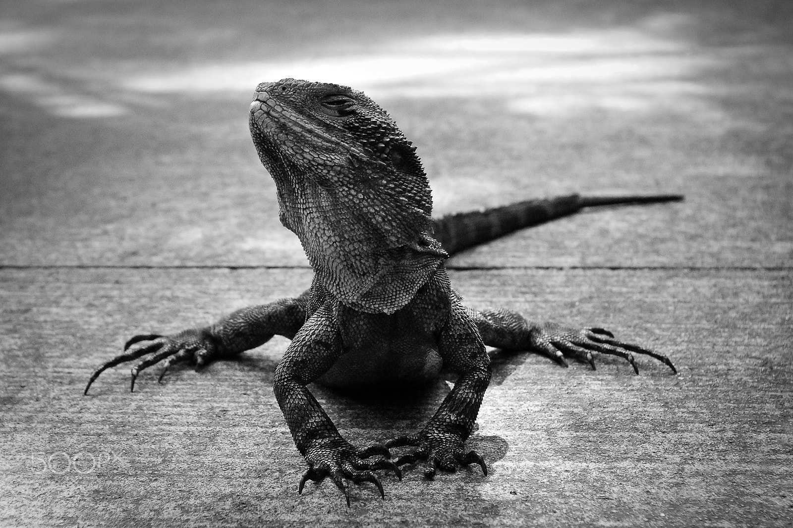 Pentax K100D sample photo. Bearded dragon photography