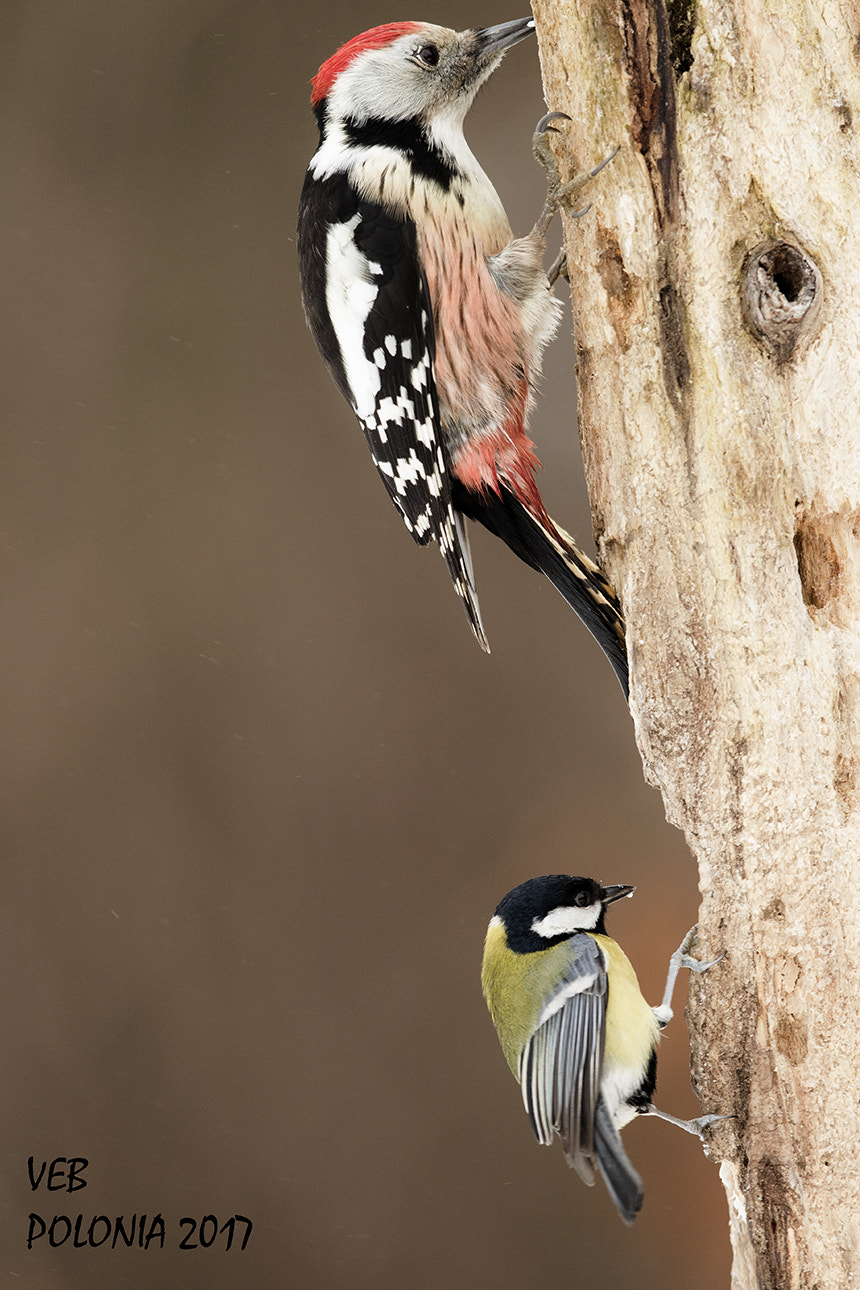 Canon EF 500mm F4L IS II USM sample photo. Imitating the minor peak photography