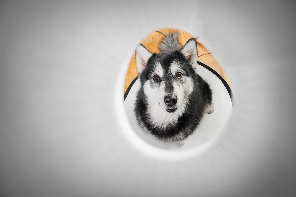 Nikon D700 sample photo. Big dog through a small tube photography