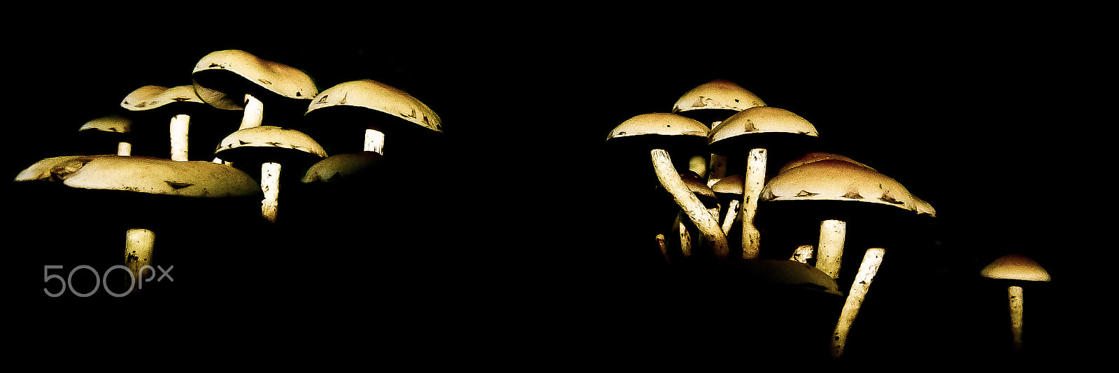 Pentax K20D sample photo. Mushrooms photography