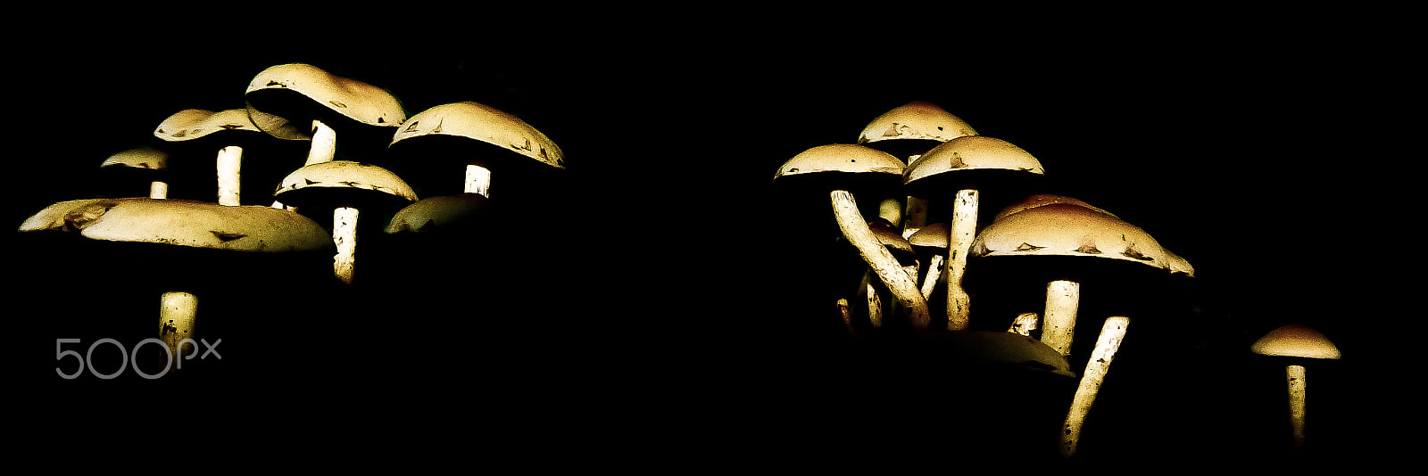 Sigma AF 10-20mm F4-5.6 EX DC sample photo. Mushrooms photography