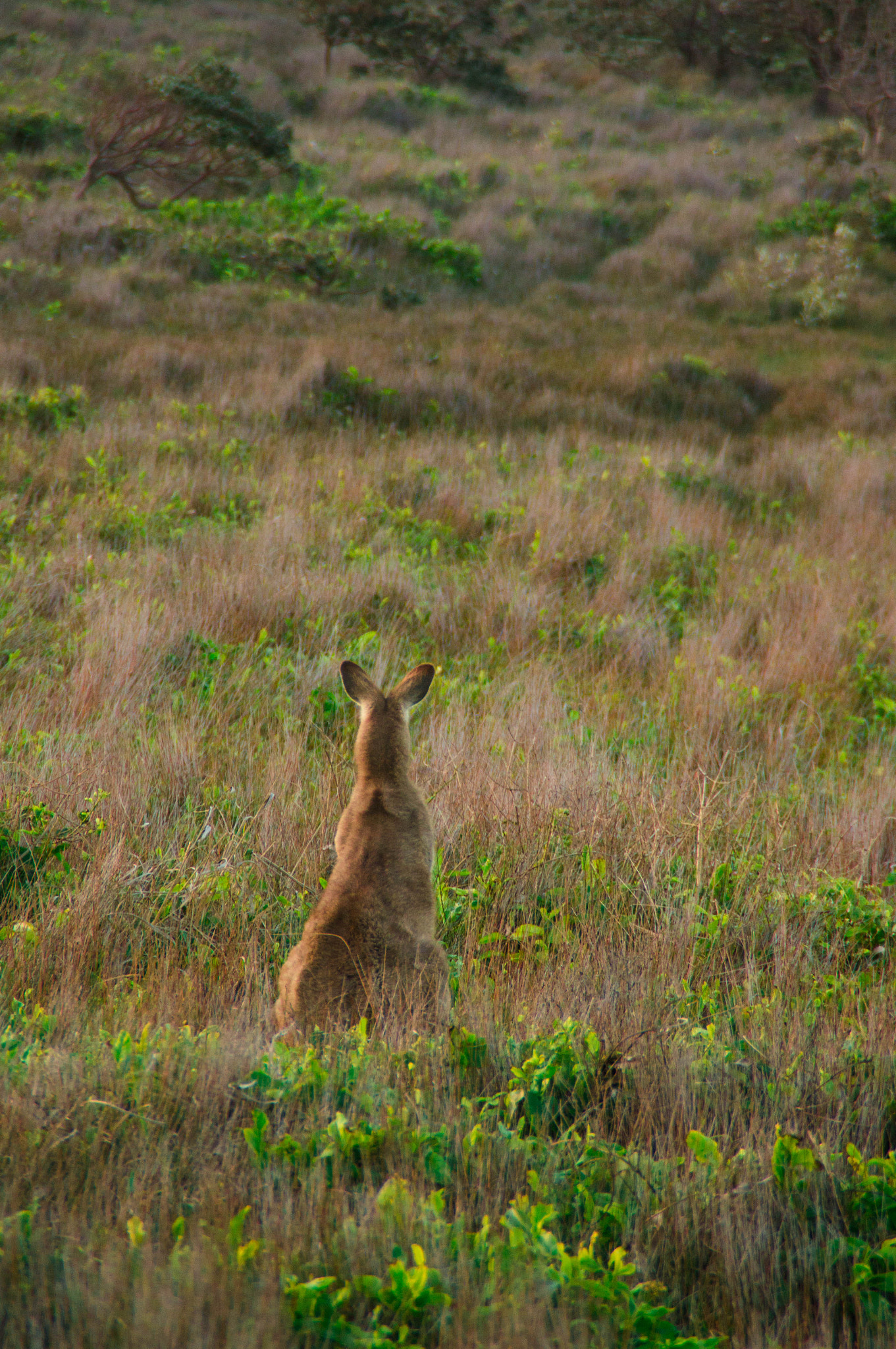 Sony Alpha DSLR-A580 sample photo. Kangaroo view photography