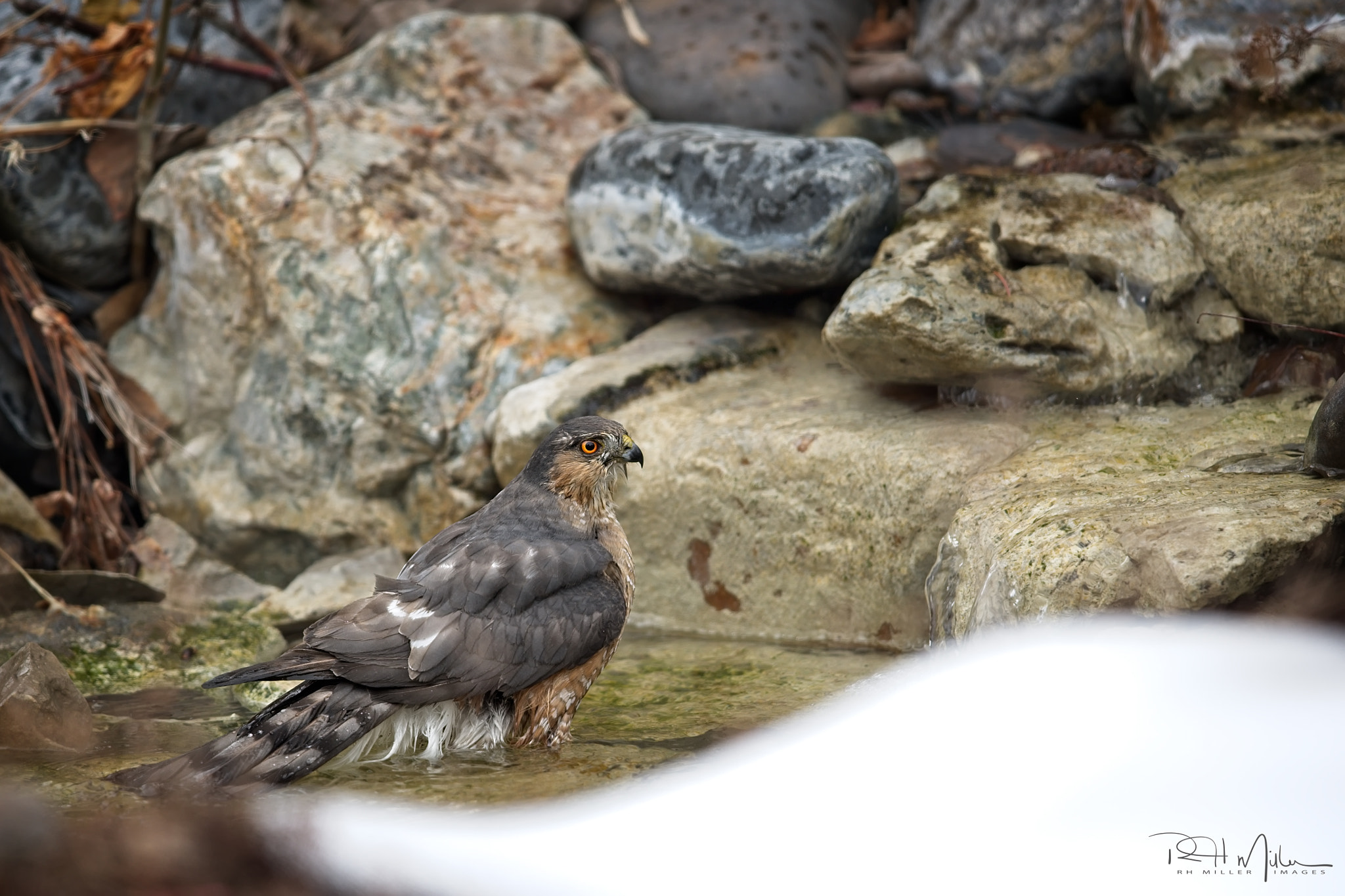 Canon EF 600mm F4L IS II USM sample photo. Winter bath photography