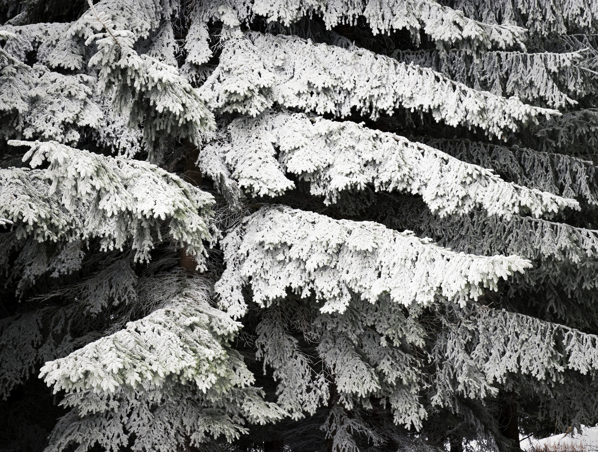 Nikon D5500 sample photo. Frozen branches photography