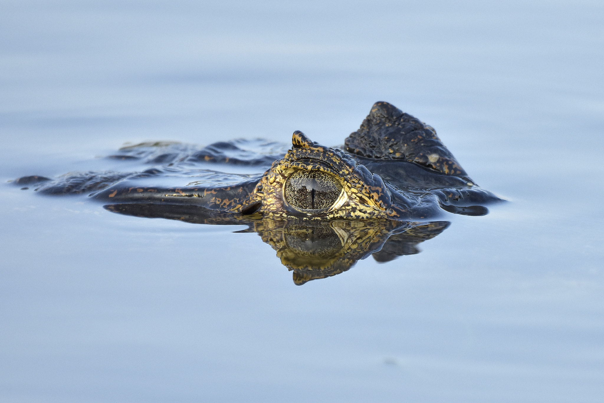 Nikon D7200 + Nikon AF-S Nikkor 300mm F4D ED-IF sample photo. Caiman eye reflex photography