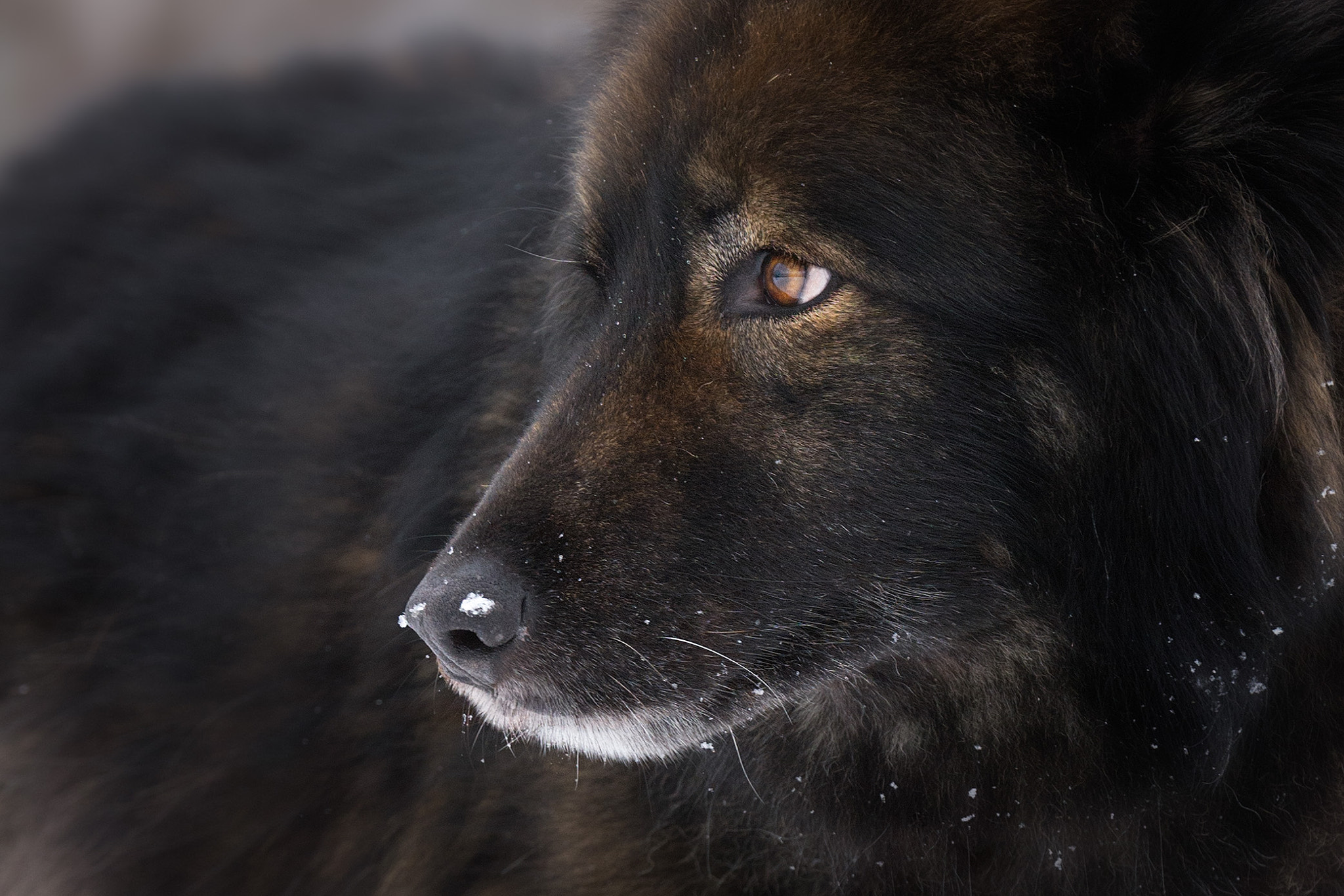 Tamron SP 70-200mm F2.8 Di VC USD sample photo. Timber wolf photography