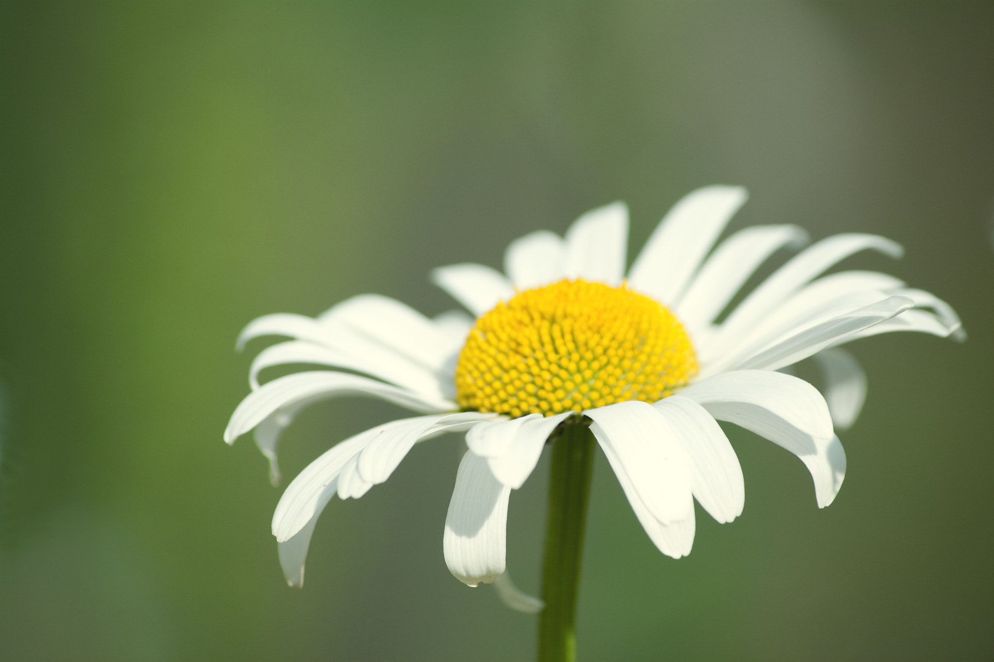 Canon EF-S 55-250mm F4-5.6 IS sample photo. Blomst photography