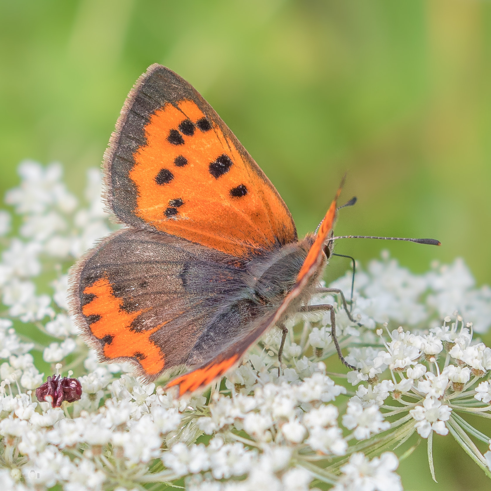 Canon EOS 7D Mark II + Canon EF-S 18-55mm F3.5-5.6 IS STM sample photo. Small copper photography