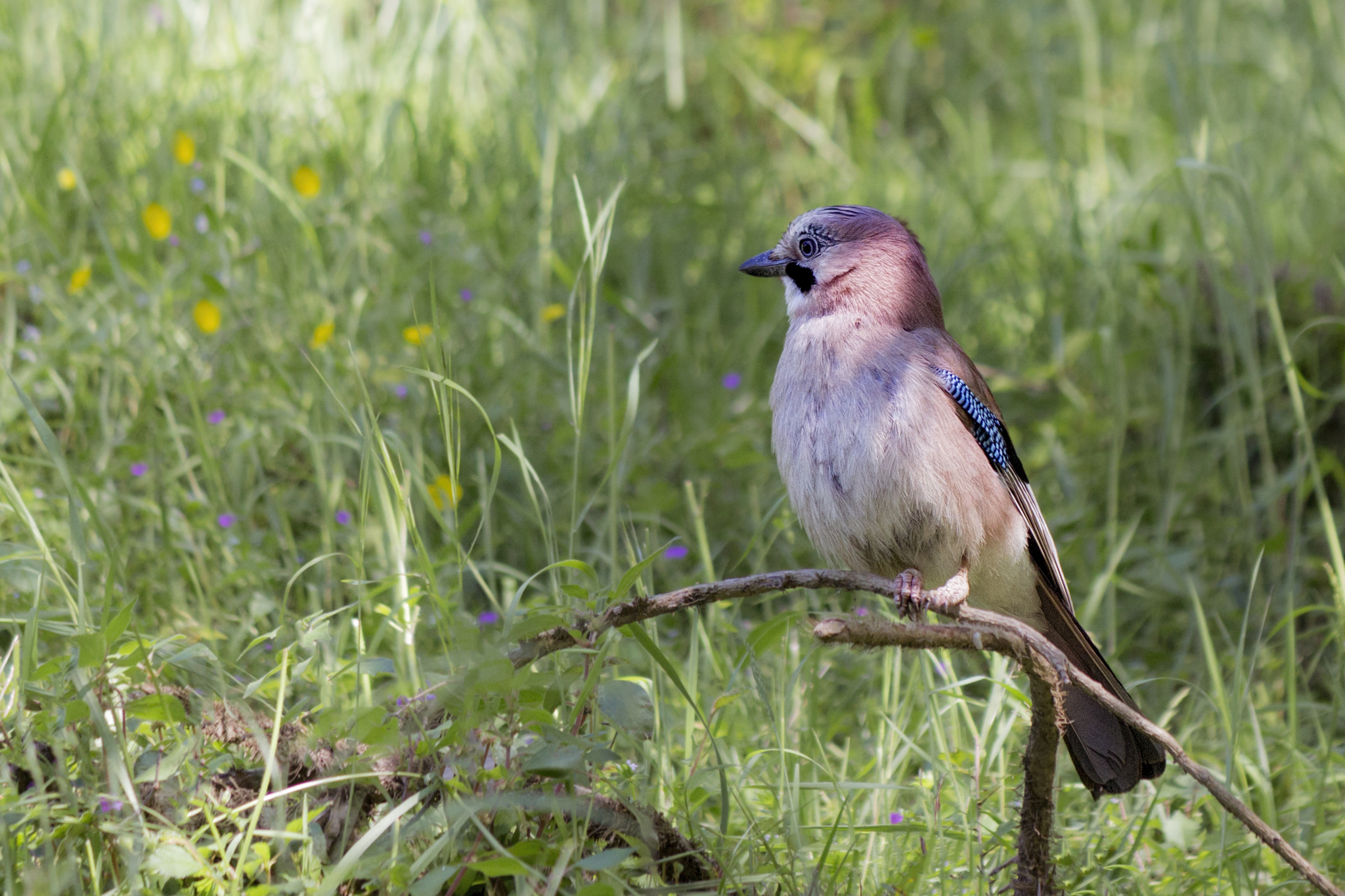Canon EF-S 55-250mm F4-5.6 IS II sample photo. In a photography pose for me photography