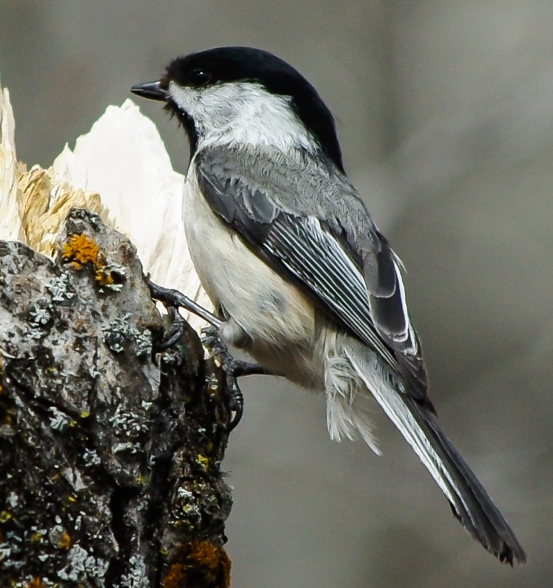 smc PENTAX-DA L 55-300mm F4-5.8 ED sample photo. Blackcap chickadee photography