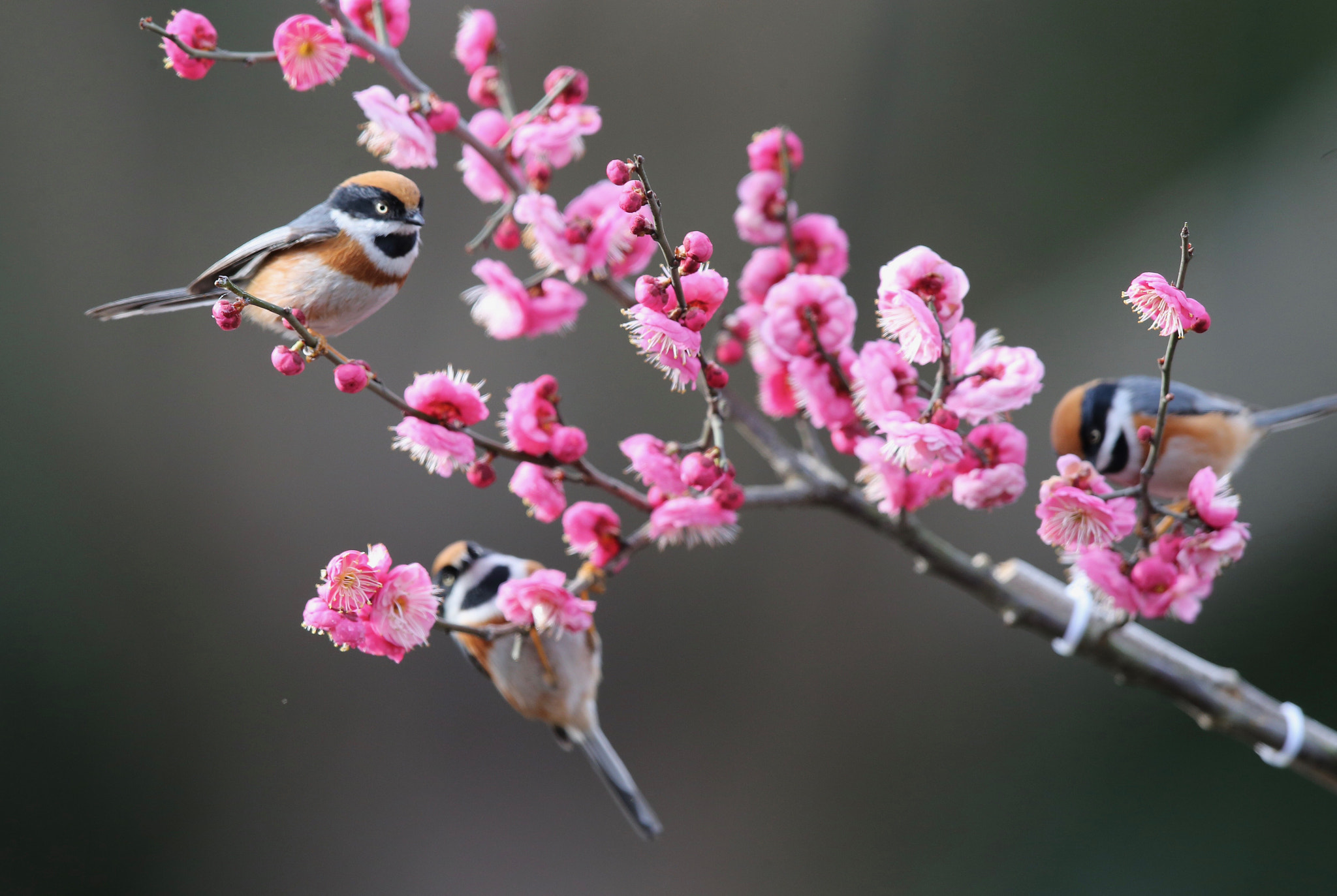 Canon EF 600mm F4L IS II USM sample photo