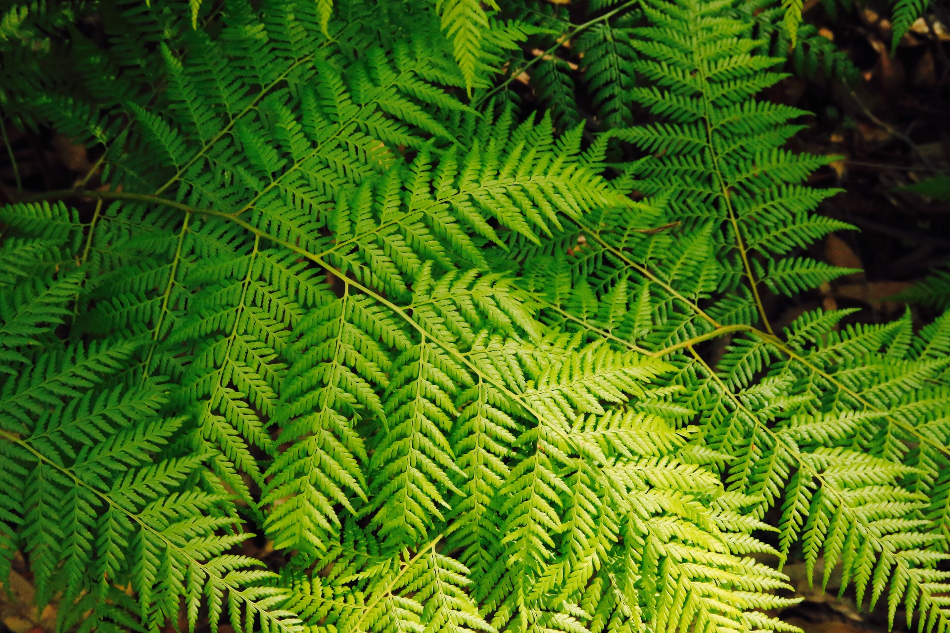 Sigma 24-105mm f/4 DG OS HSM | A sample photo. Bracken fern photography