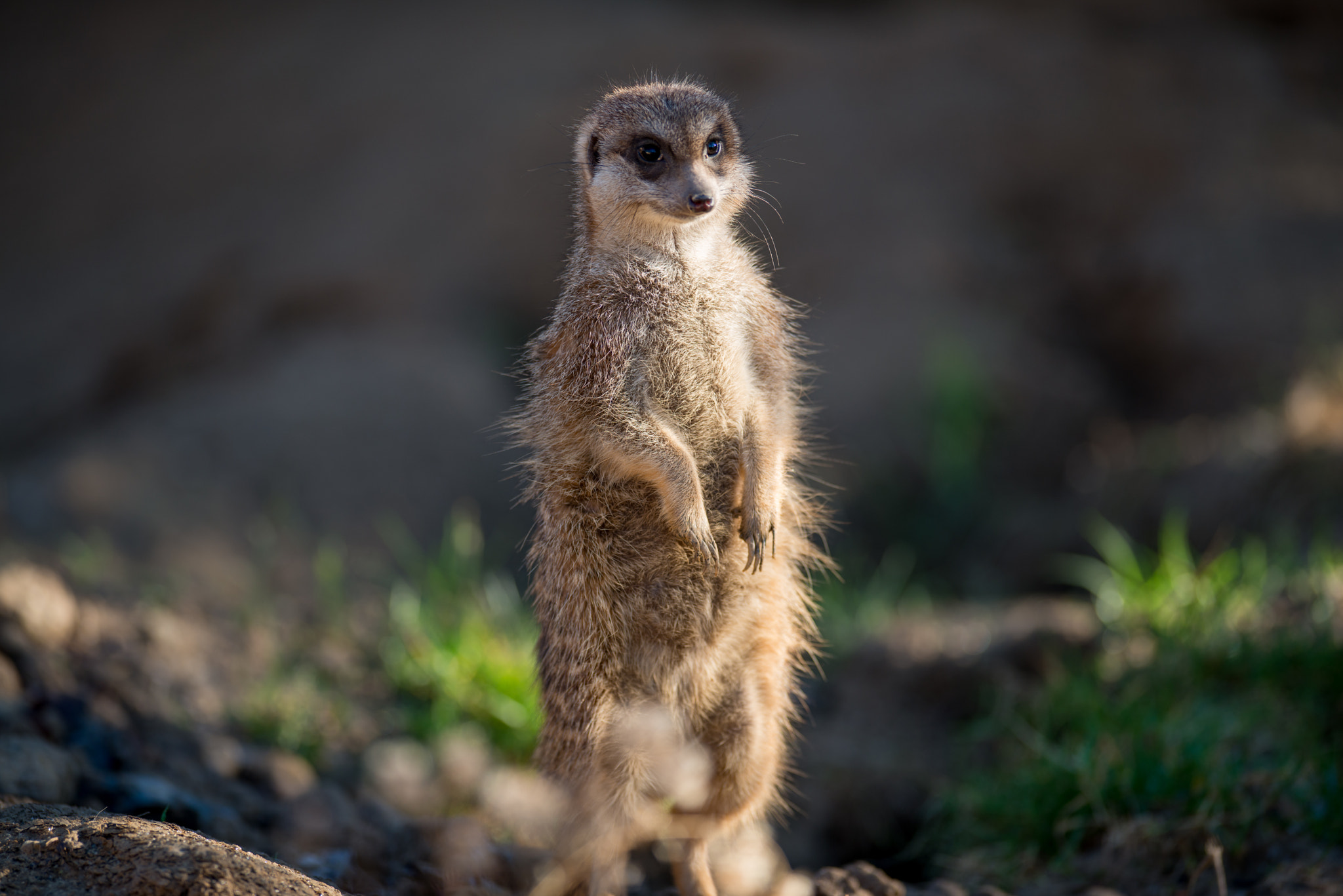Nikon AF-S Nikkor 300mm F2.8G ED VR II sample photo. The model... photography