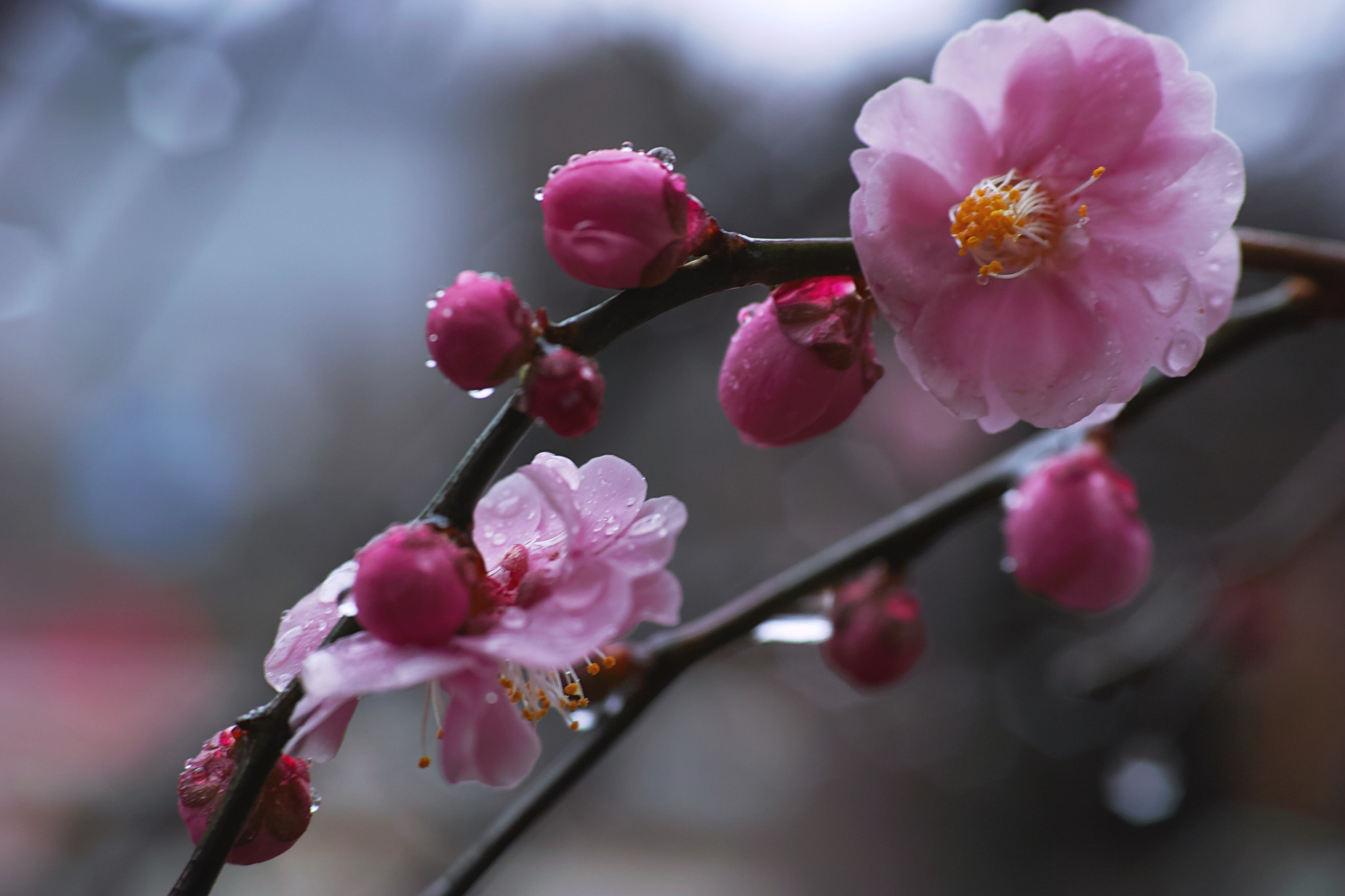 Sigma dp3 Quattro sample photo. Plum_flower photography