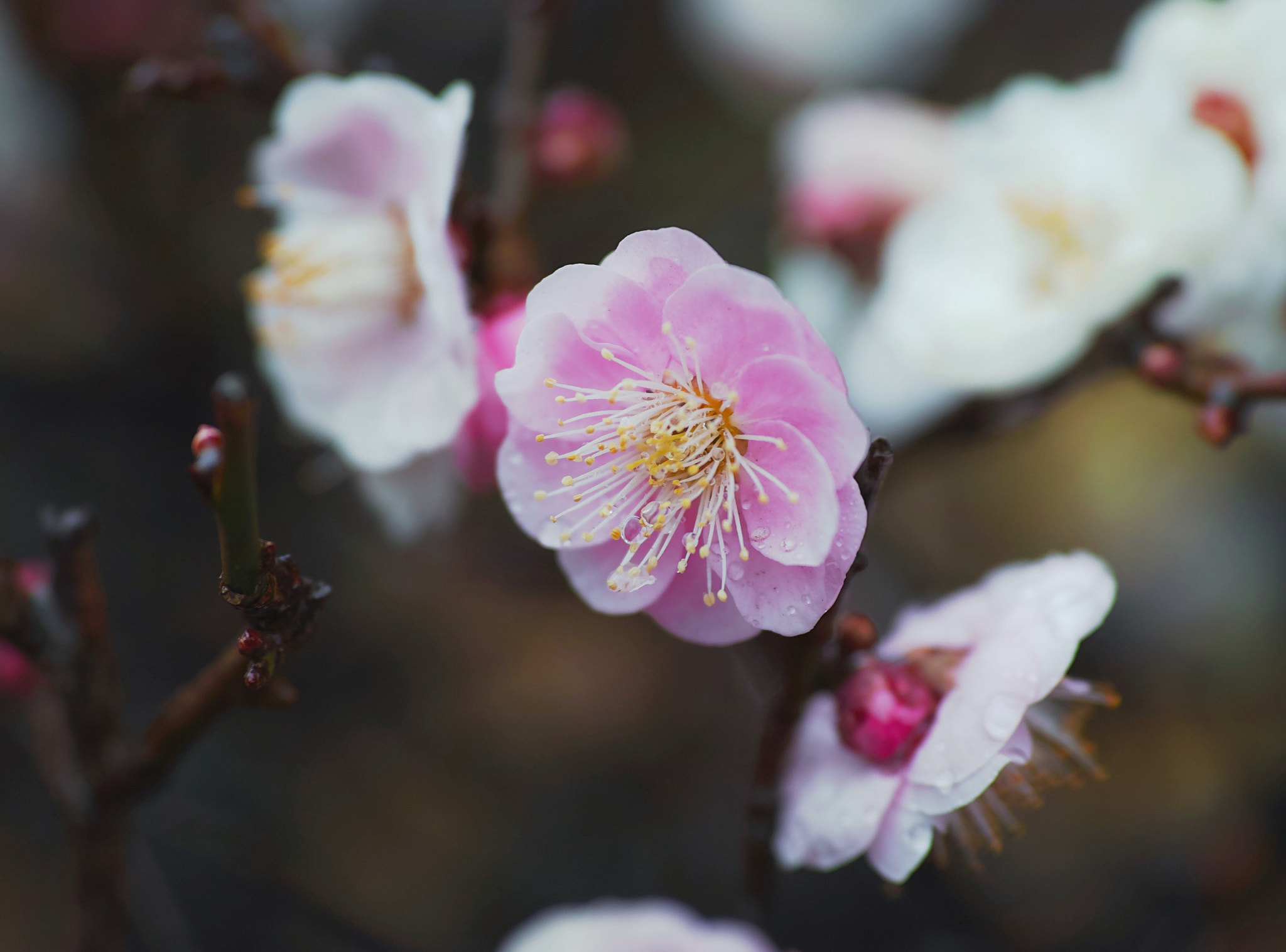Sigma dp3 Quattro sample photo. Plum_flowers photography