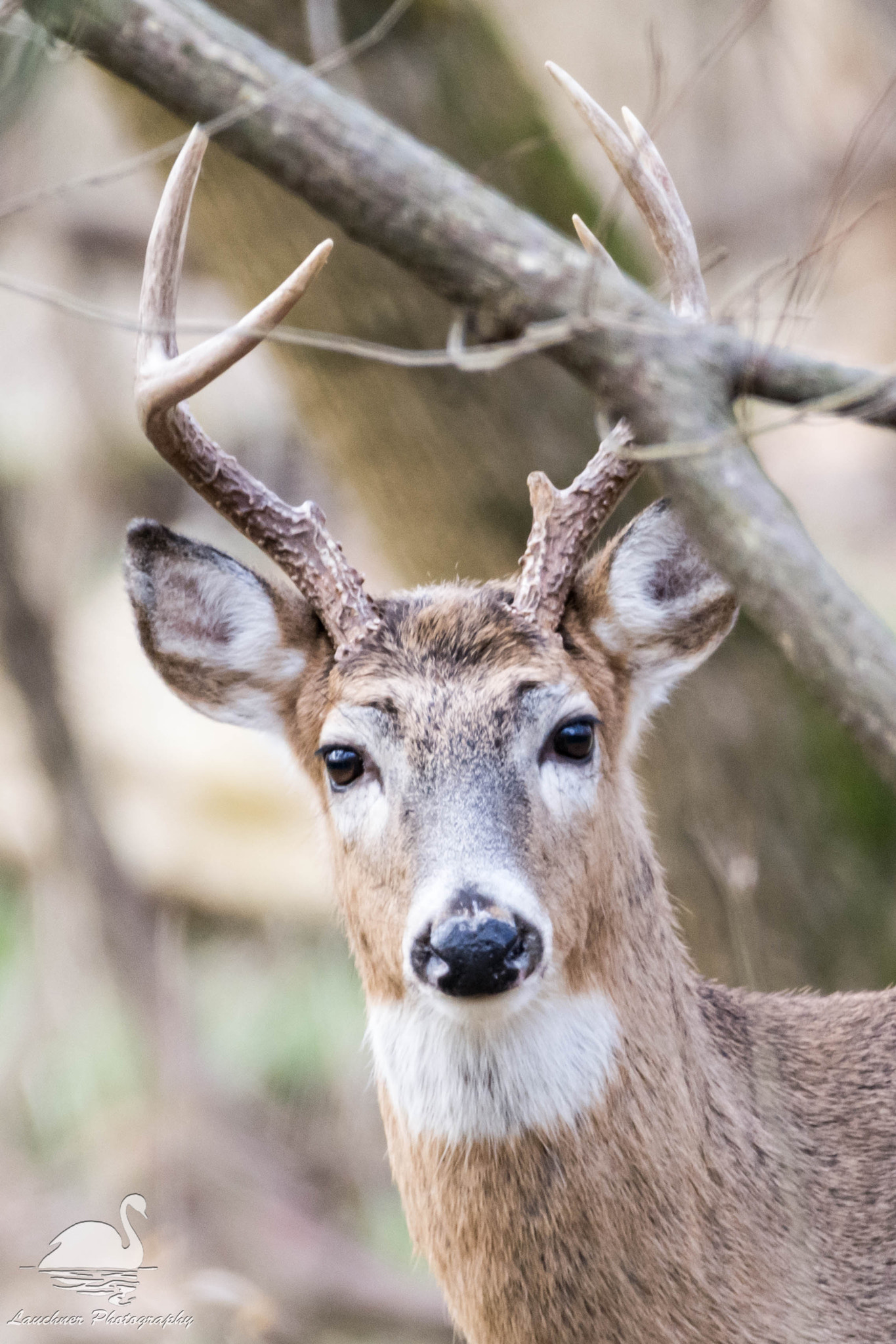 Sigma 150-600mm F5-6.3 DG OS HSM | C sample photo. Portrait of a buck photography