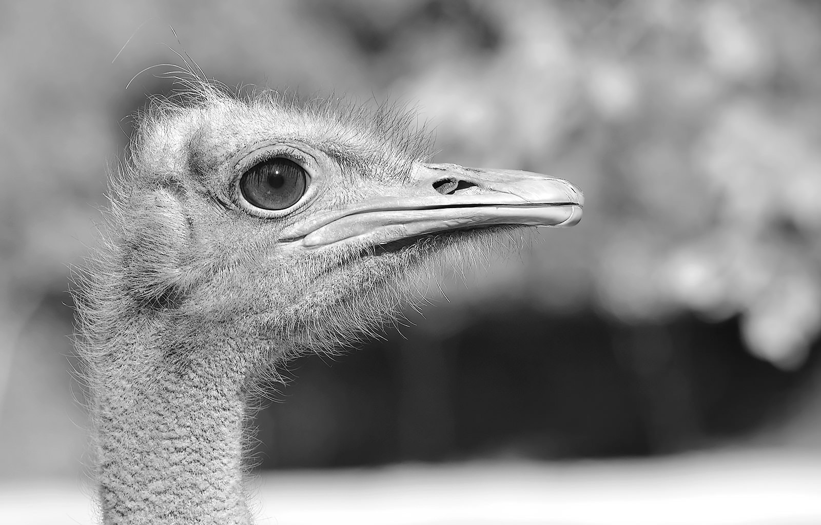 Nikon D7000 + Sigma 150-500mm F5-6.3 DG OS HSM sample photo. Ostrich portrait - bw photography