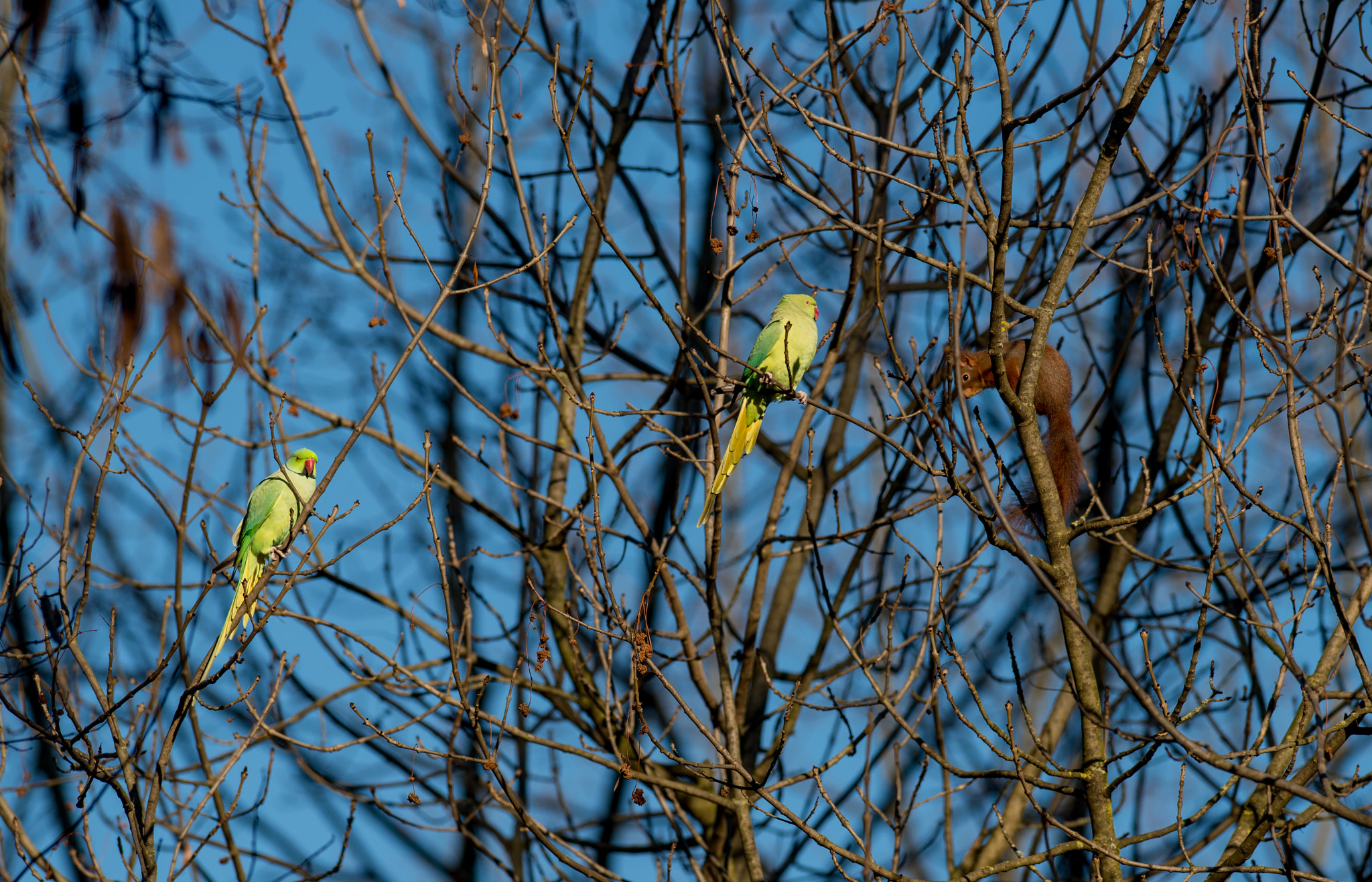 Nikon D800E + Nikon AF-S Nikkor 300mm F2.8G ED VR II sample photo. Visit the birds photography