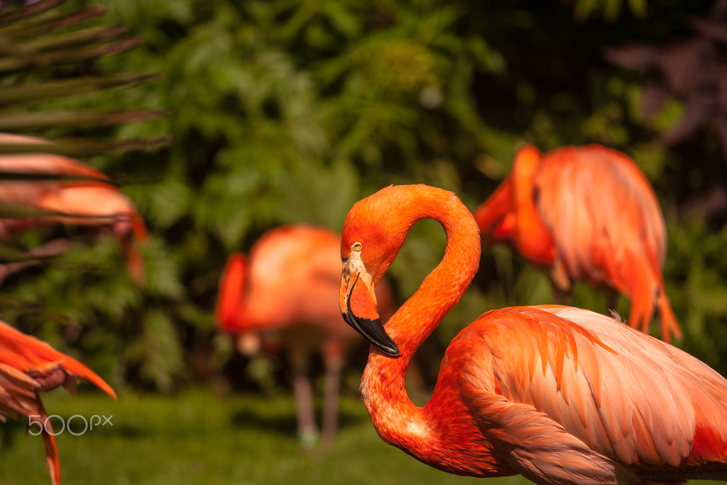 Canon EOS-1Ds Mark II sample photo. Flamingo photography
