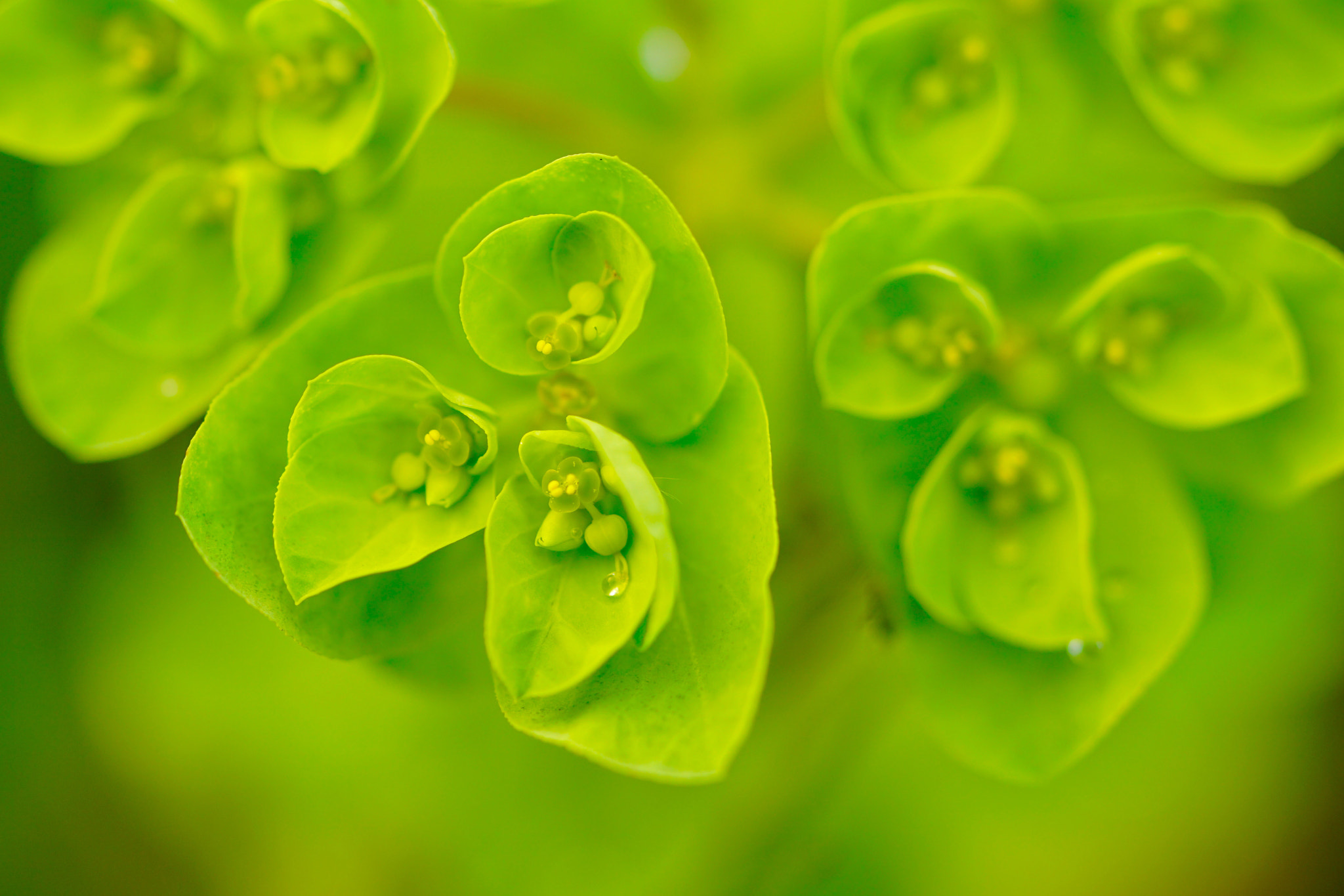 Sony a6000 + Sony FE 90mm F2.8 Macro G OSS sample photo. Winter´s green... photography