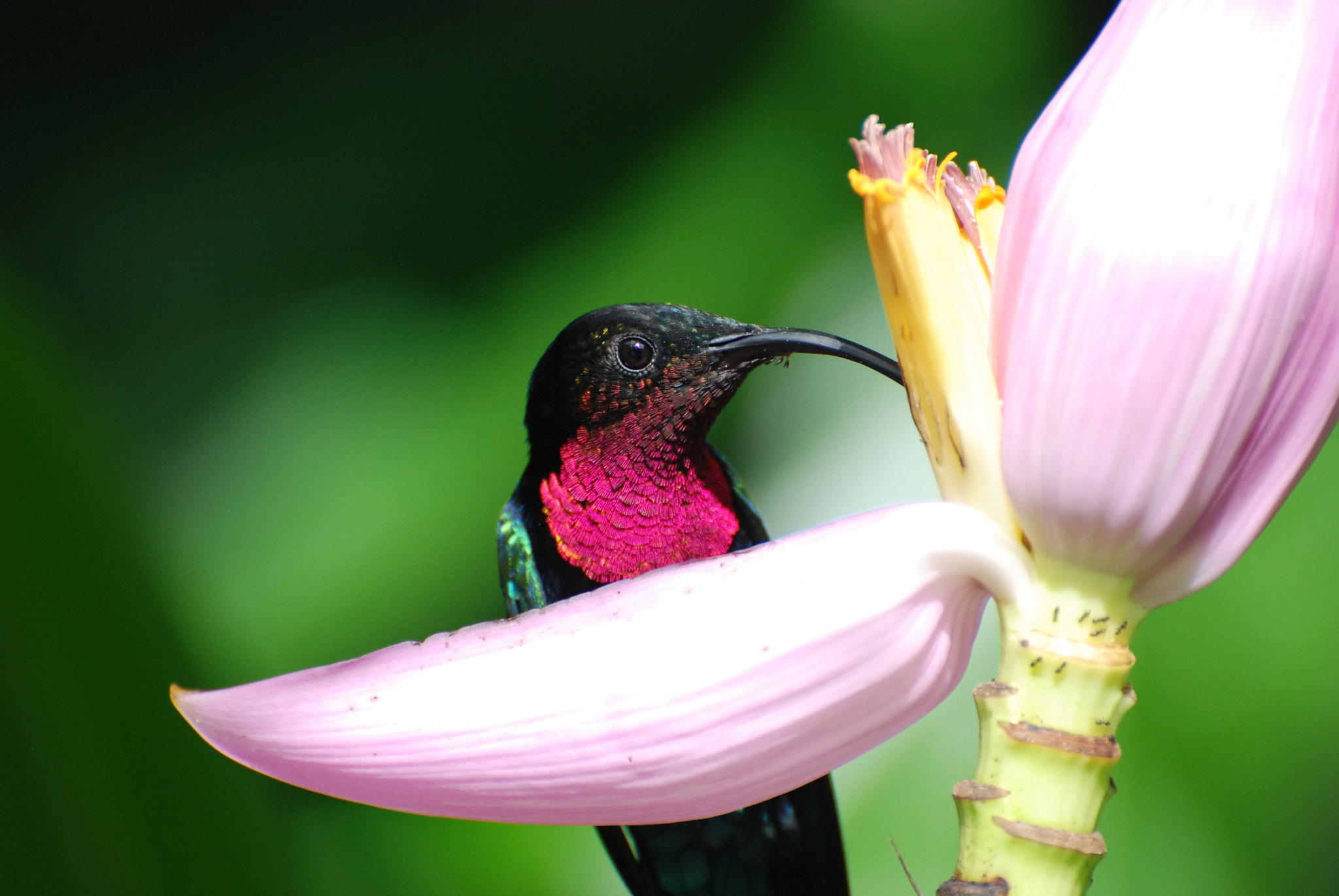 Nikon D80 sample photo. Purple throated carib photography