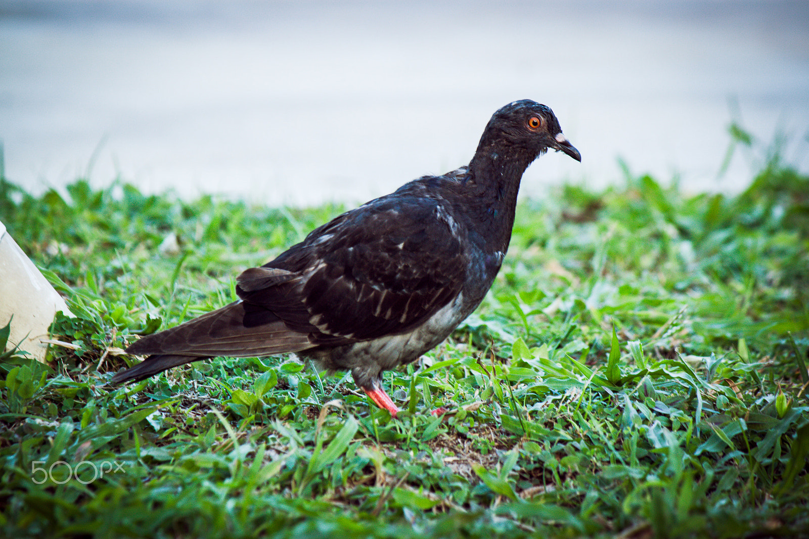 Canon EF-S 55-250mm F4-5.6 IS sample photo. Img photography