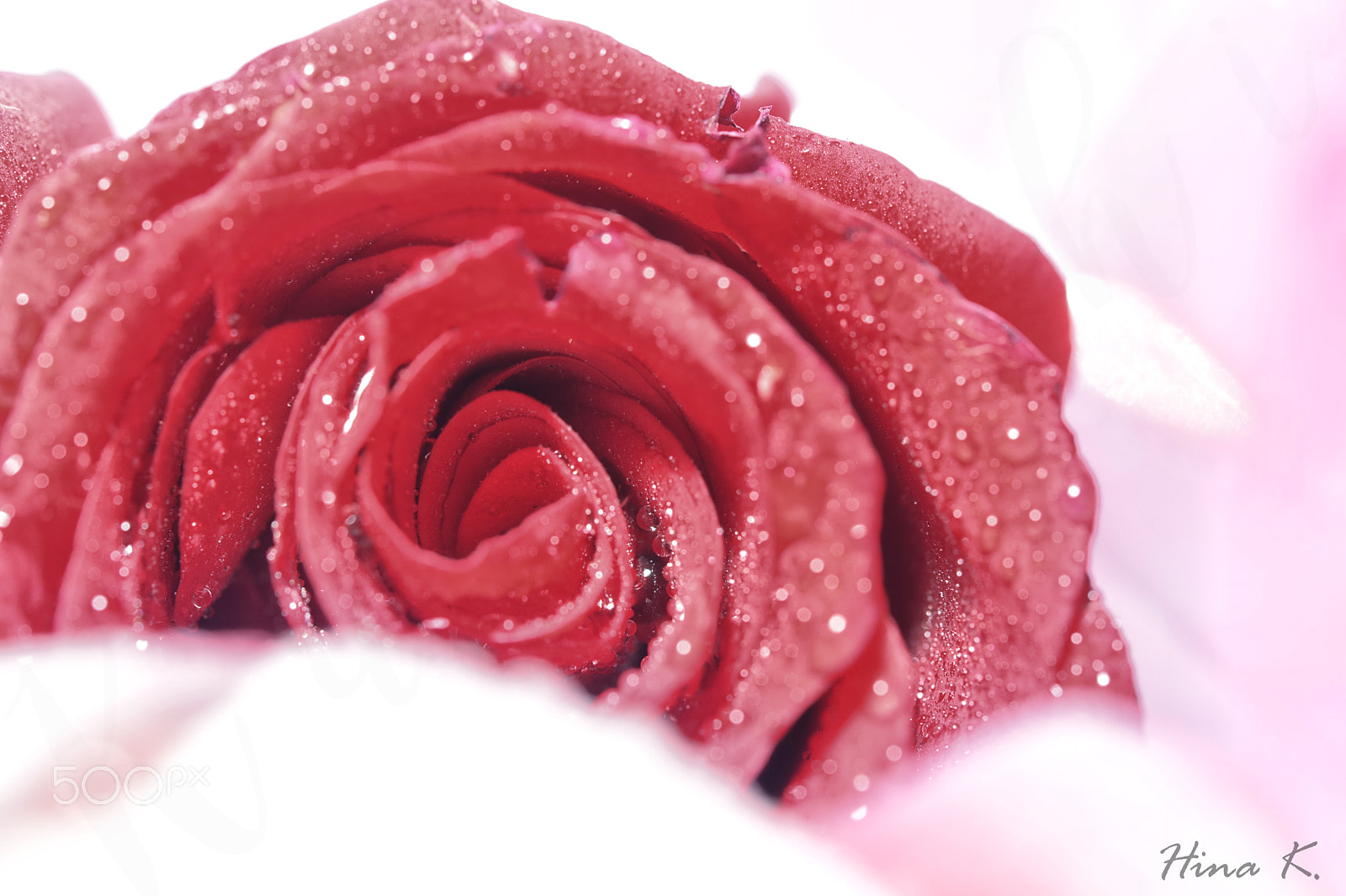 Nikon D5300 + Nikon AF-S Micro-Nikkor 60mm F2.8G ED sample photo. Every rose has it's thorn photography