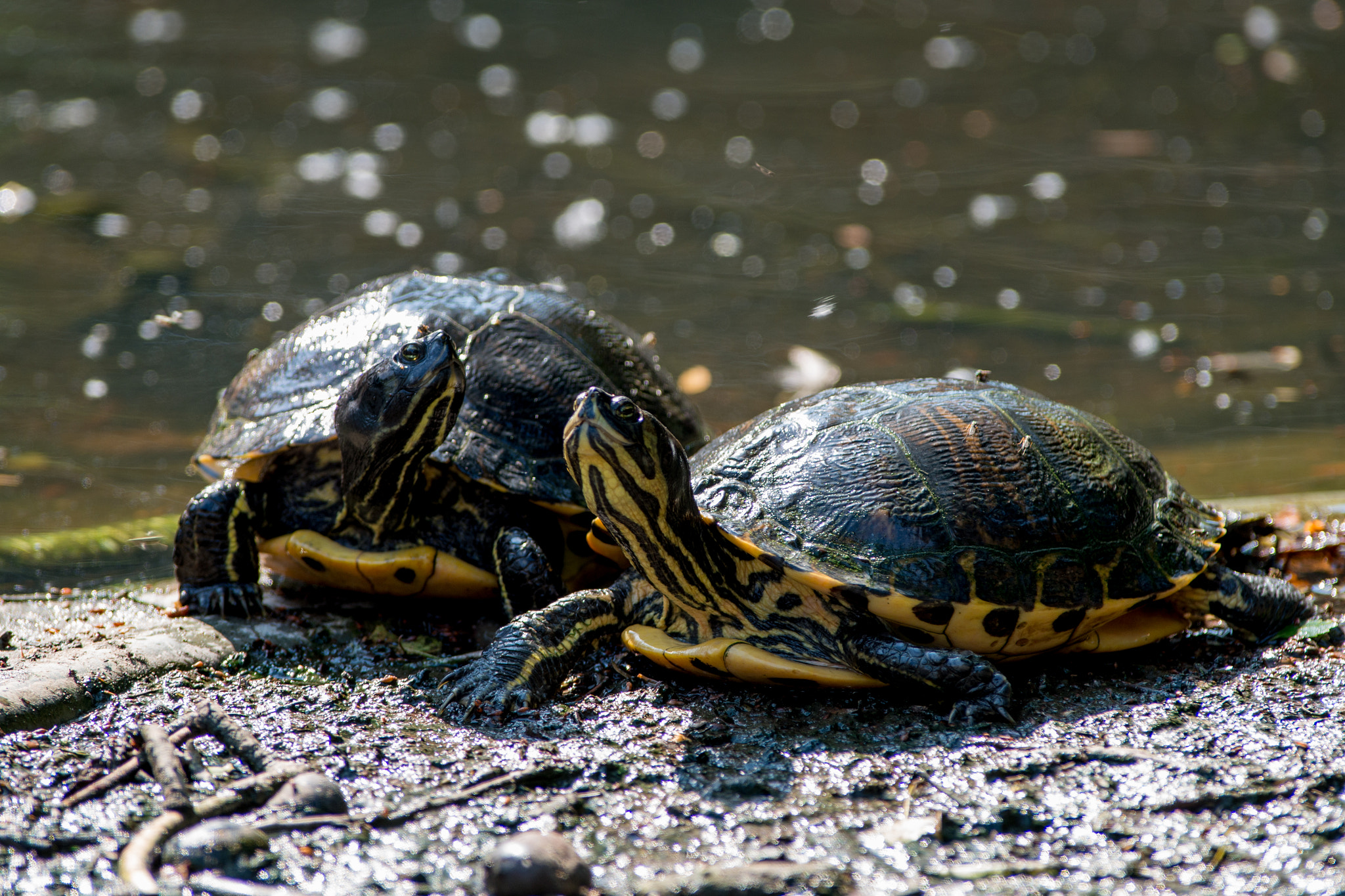 Nikon AF-S Nikkor 300mm F2.8G ED VR II sample photo. Turtles photography