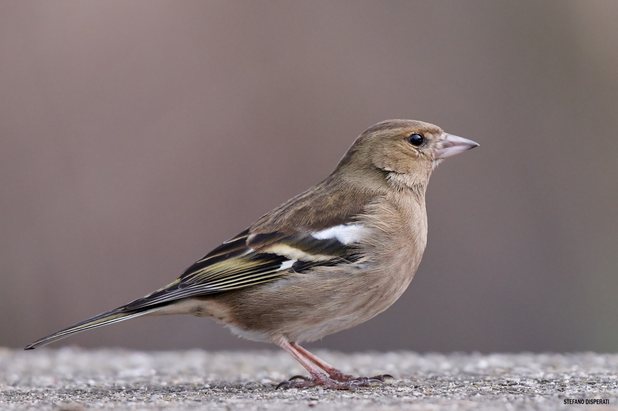 Nikon AF-S Nikkor 200-500mm F5.6E ED VR sample photo. Bird photography