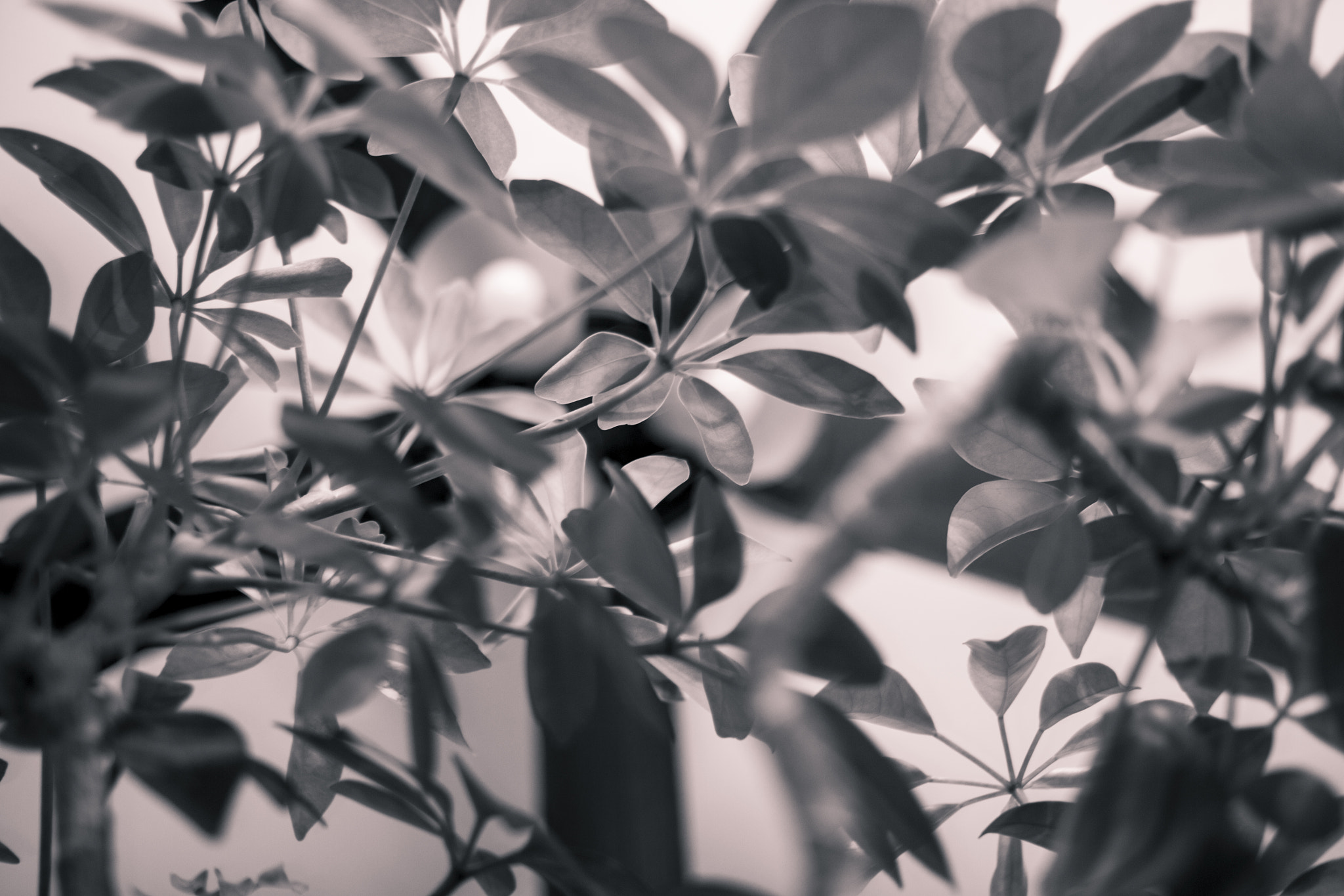 Canon EF-S 24mm F2.8 STM sample photo. Wassileaves photography