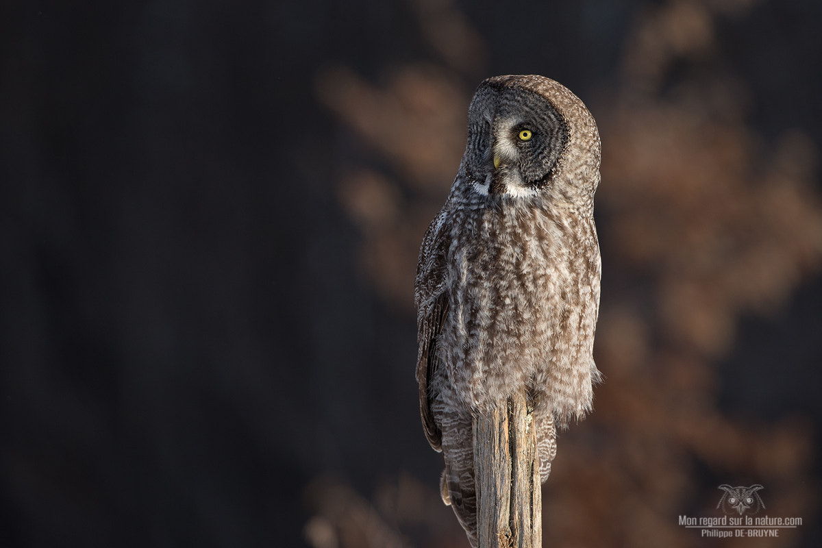 Canon EOS-1D X + Canon EF 500mm F4L IS USM sample photo. First  light !!! photography