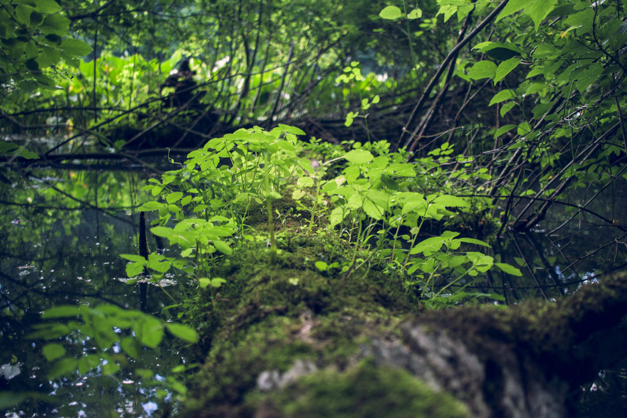 Canon EF-S 24mm F2.8 STM sample photo. Small world photography