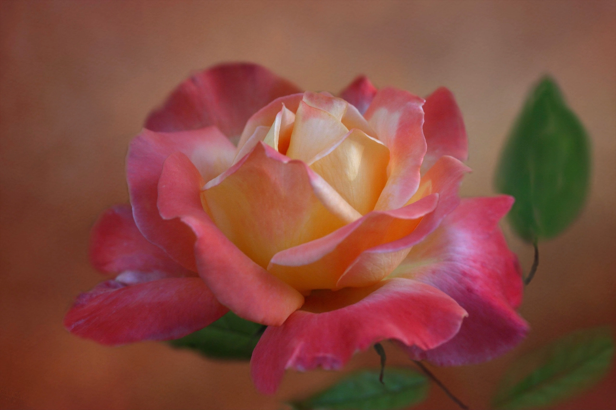Canon EF-S 60mm F2.8 Macro USM sample photo. Summer sunset photography