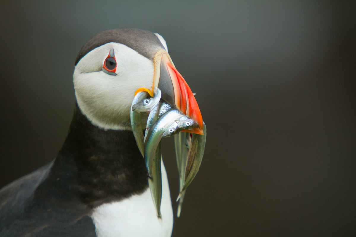 Canon EOS 7D + Sigma 50-500mm f/4-6.3 APO HSM EX sample photo. Puffin photography
