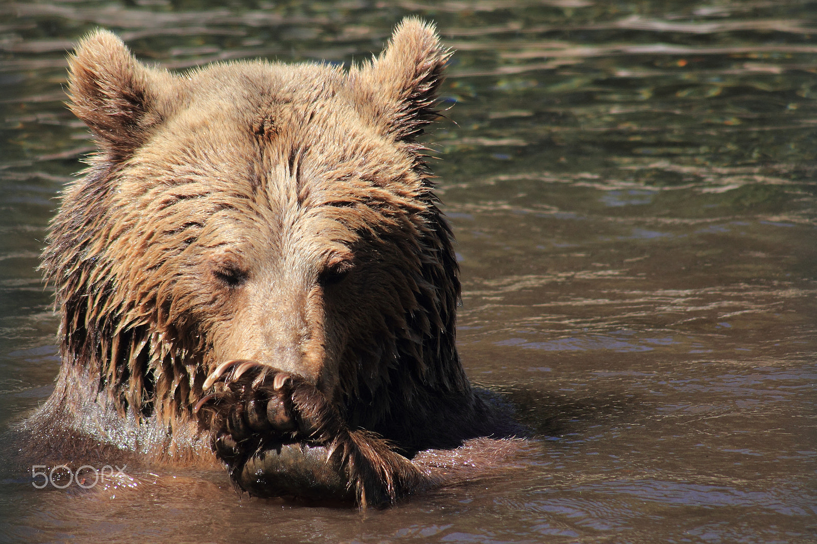Canon 55-200mm sample photo. Oso photography