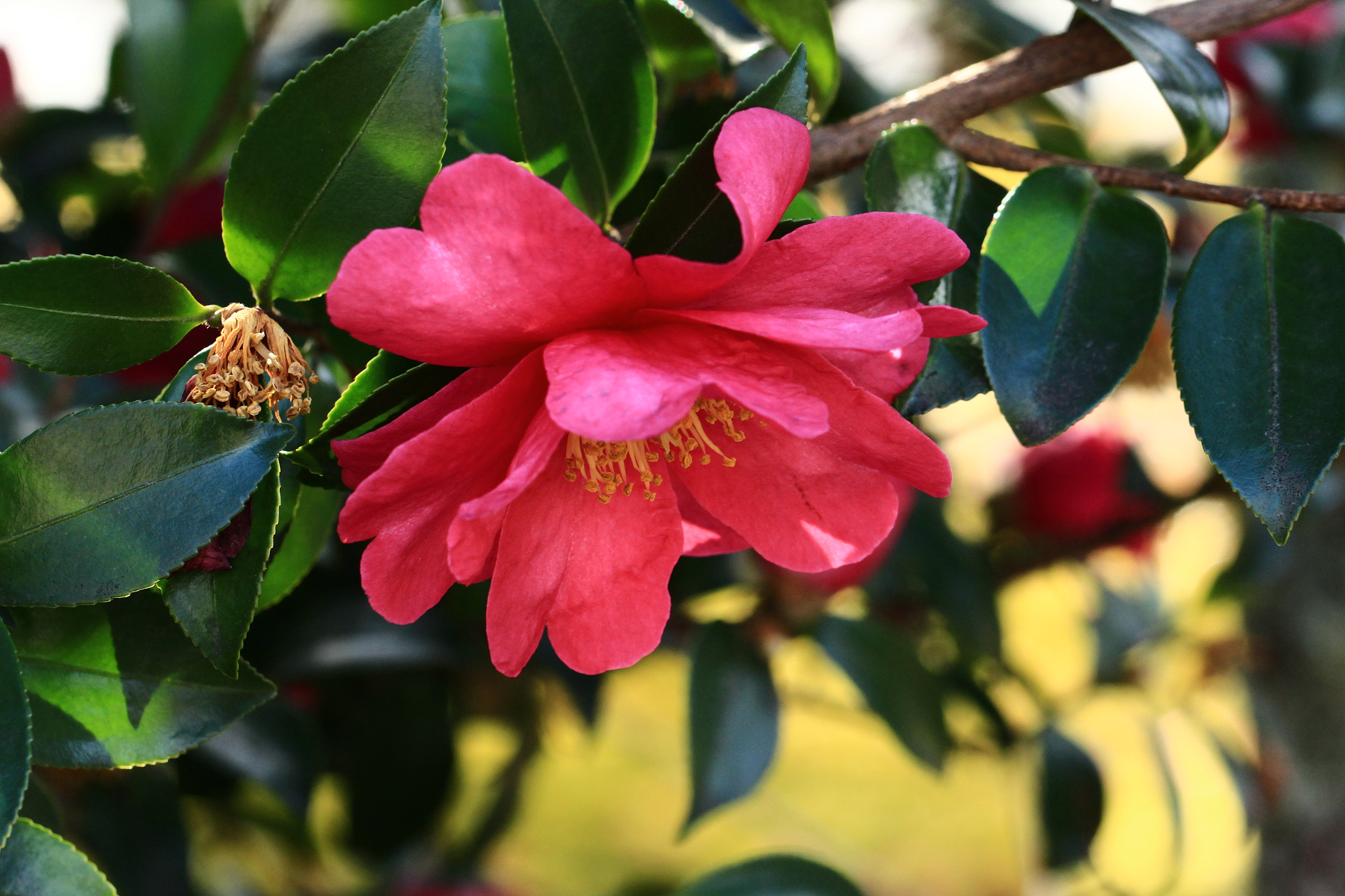 Canon EOS 700D (EOS Rebel T5i / EOS Kiss X7i) sample photo. On the decline... photography