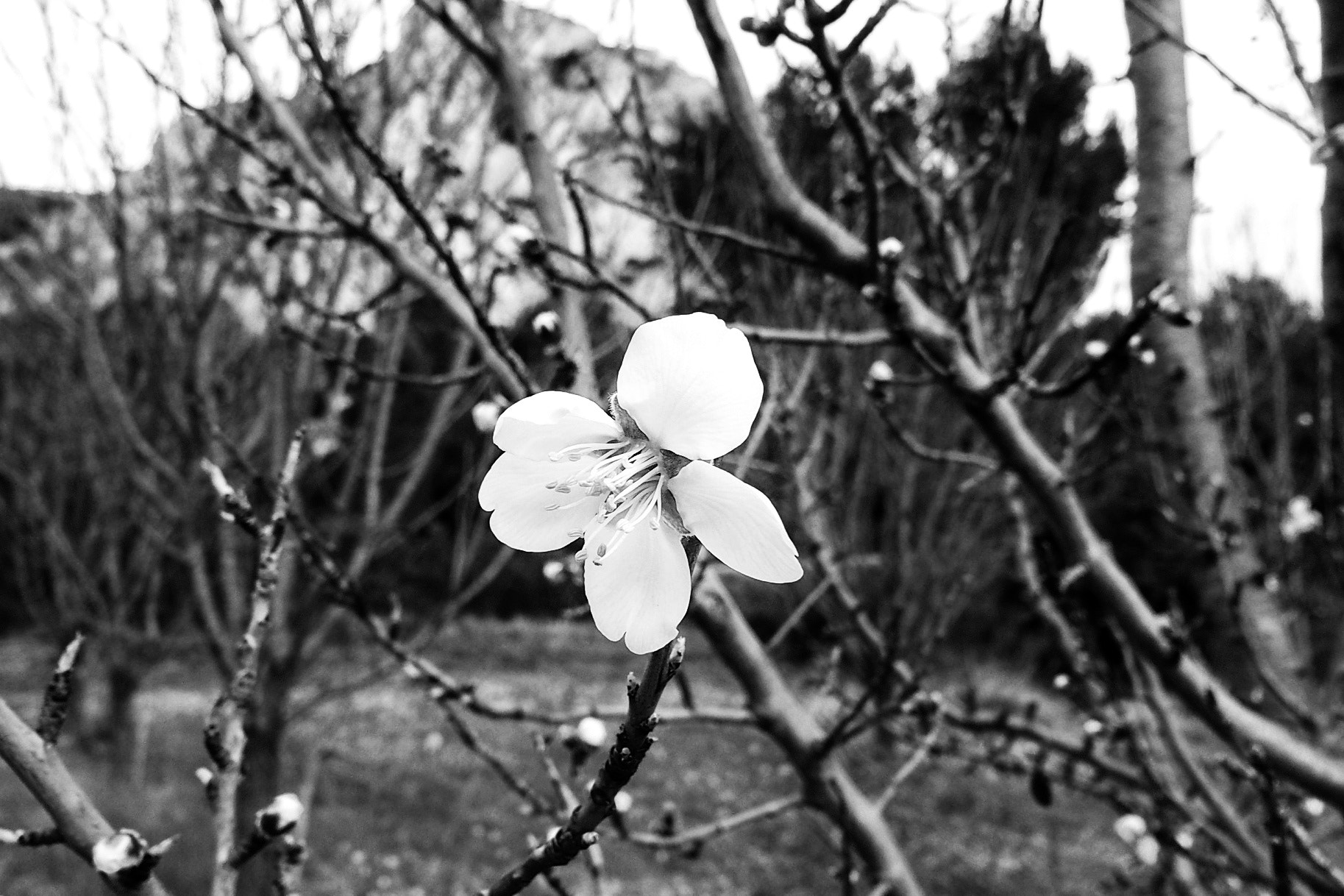 Olympus STYLUS1 sample photo. Canelle  photography