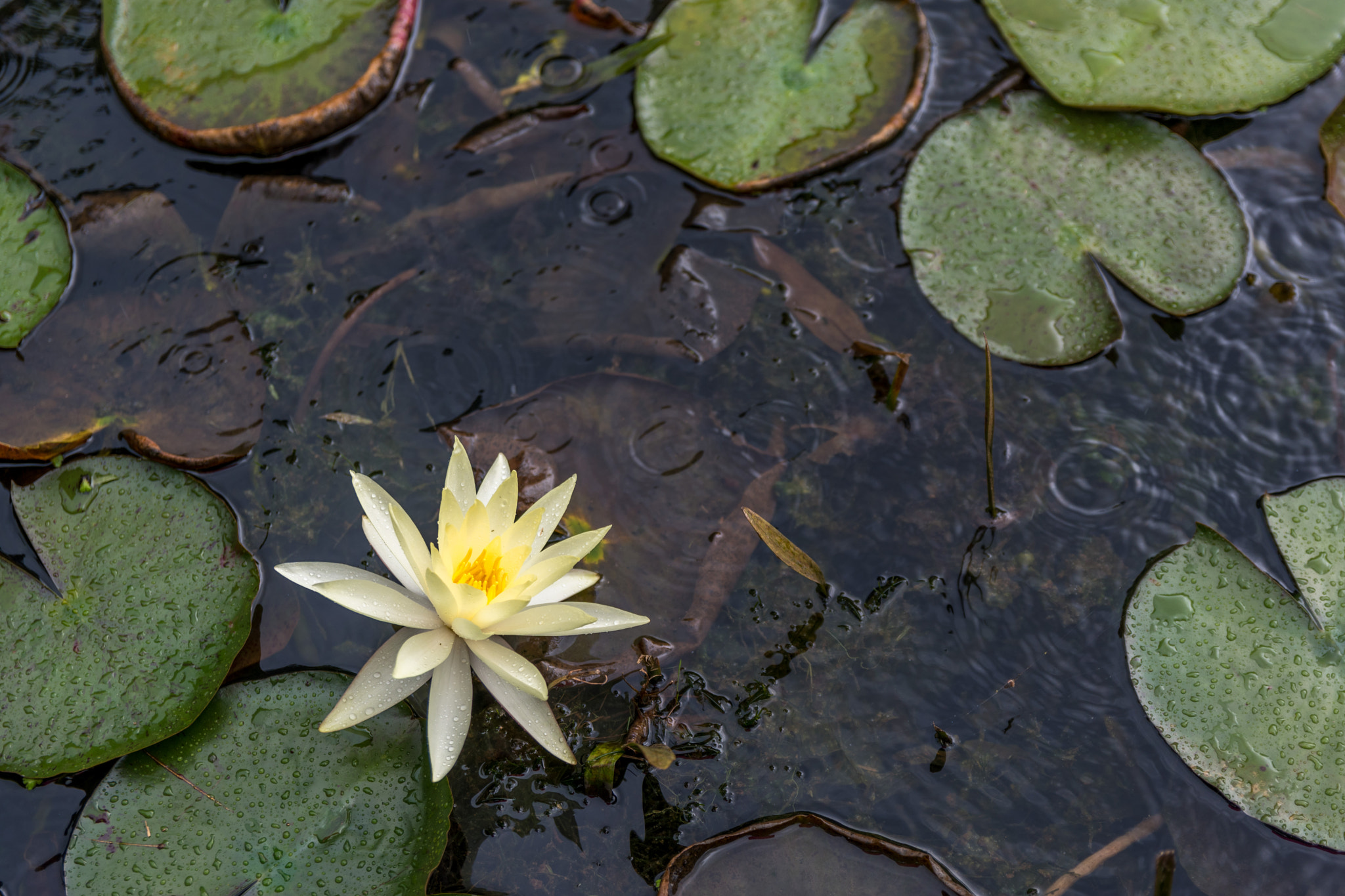 Sigma 17-50mm F2.8 EX DC OS HSM sample photo. Aquatic plant photography