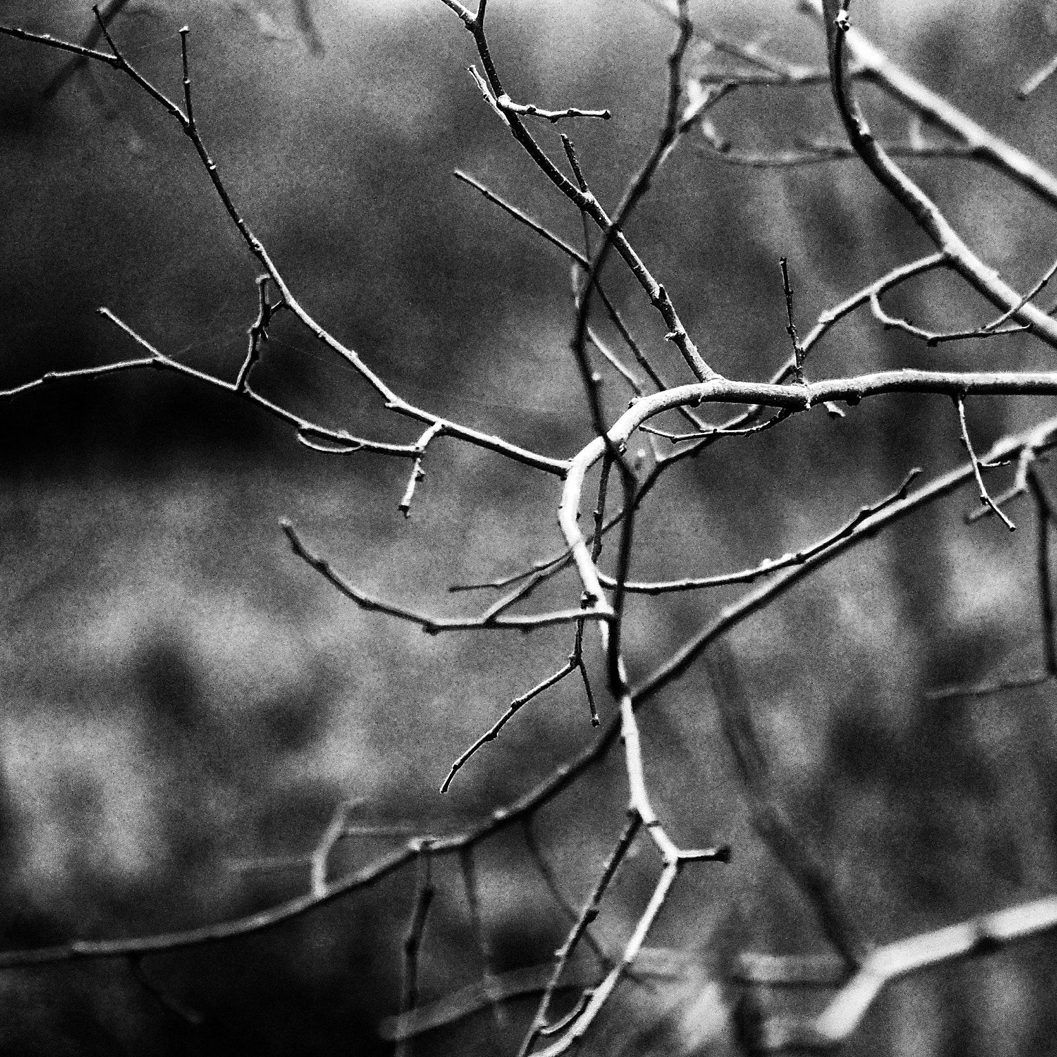 Olympus STYLUS1 sample photo. Canelle  photography