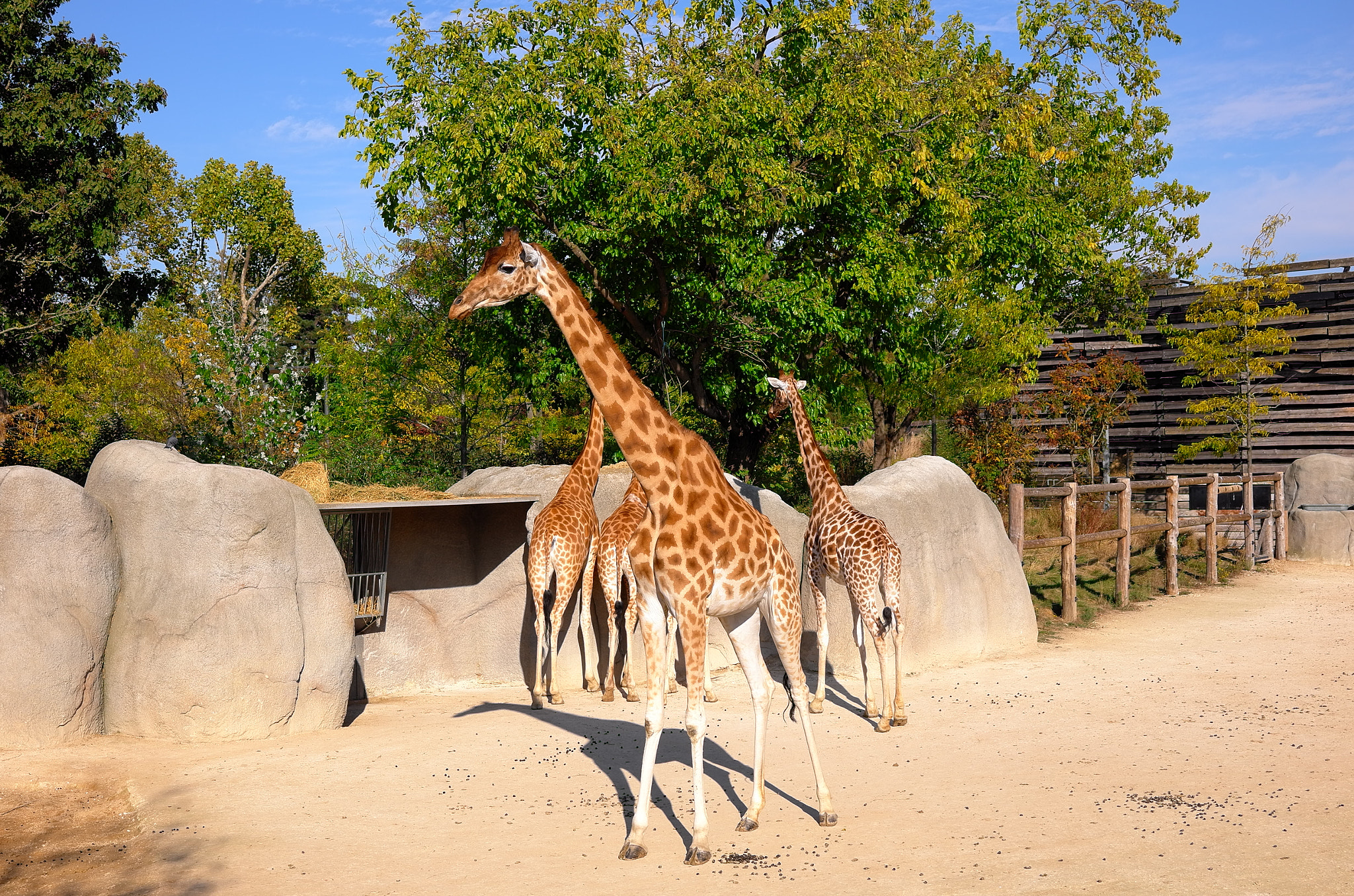 Leica X Vario sample photo. Parc zoologique de paris photography