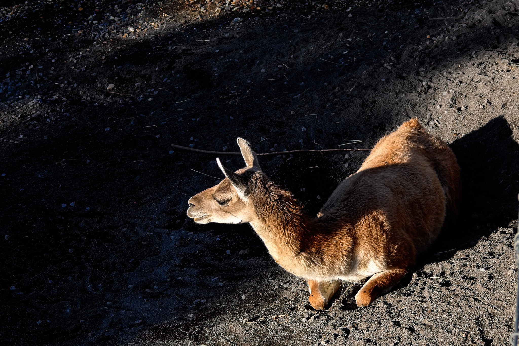 Leica X Vario sample photo. Parc zoologique de paris photography