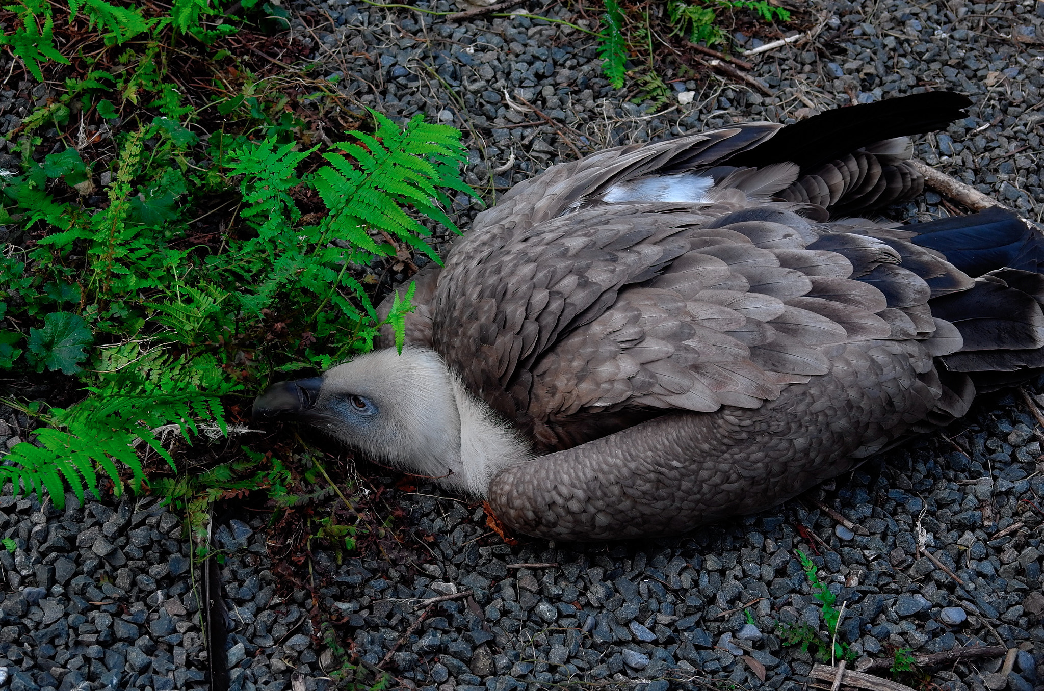 Leica X Vario sample photo. Parc zoologique de paris photography