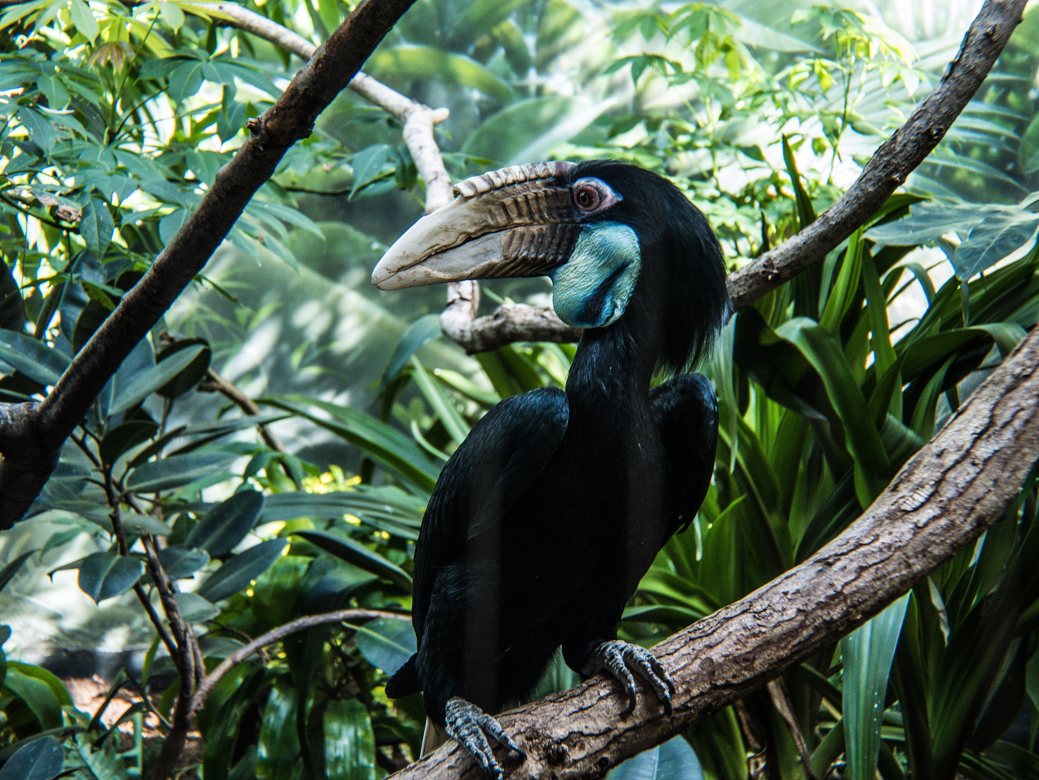 Panasonic Lumix DMC-GX85 (Lumix DMC-GX80 / Lumix DMC-GX7 Mark II) sample photo. Bird photography